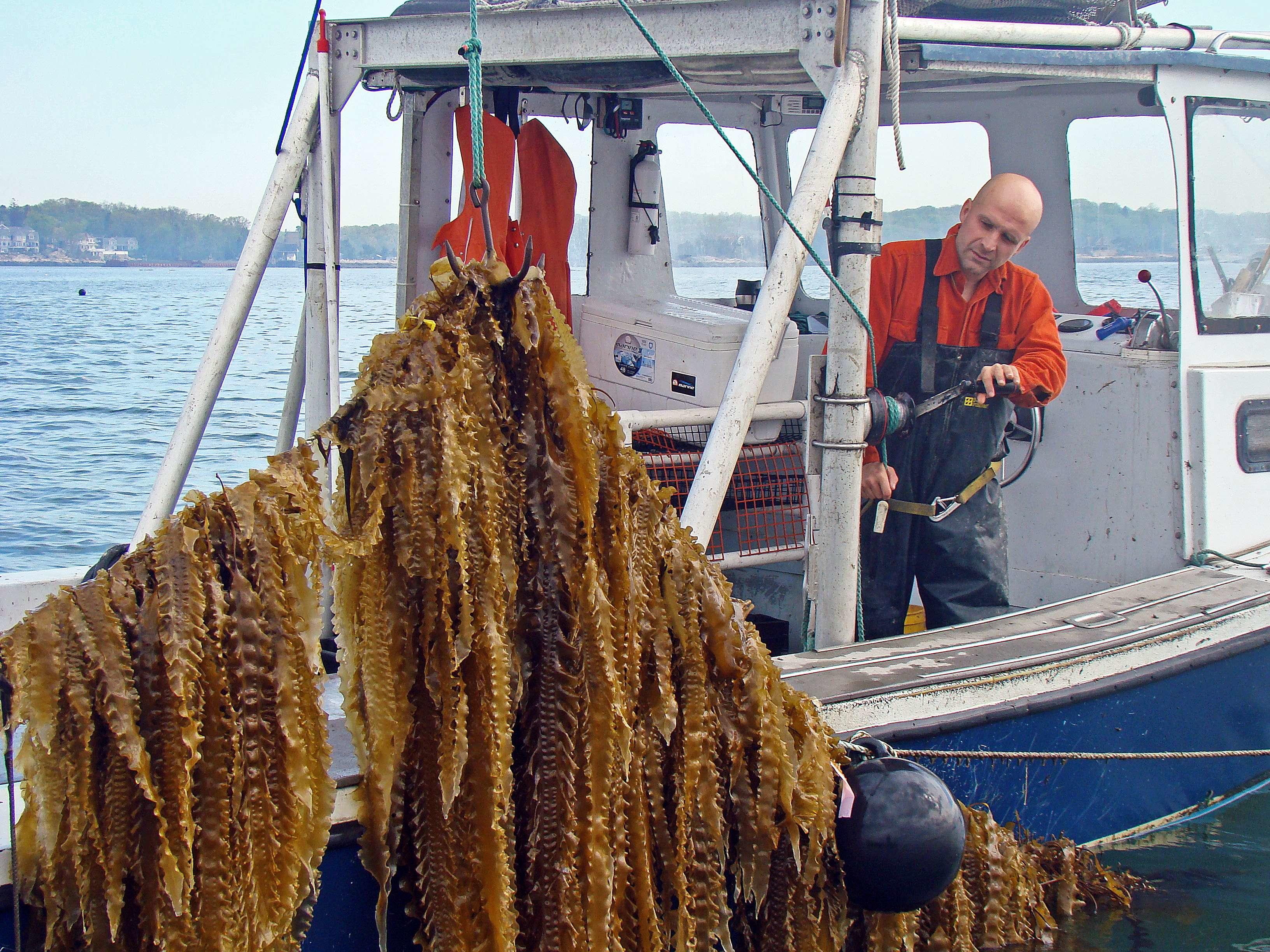 Le varech, algue utilisée par Bren Smith, absorbe jusqu’à cinq fois plus de carbone que les plantes terrestres. Un bon moyen pour nettoyer les océans tout en produisant de la nourriture. GreenWave/Cover Images/Sipa