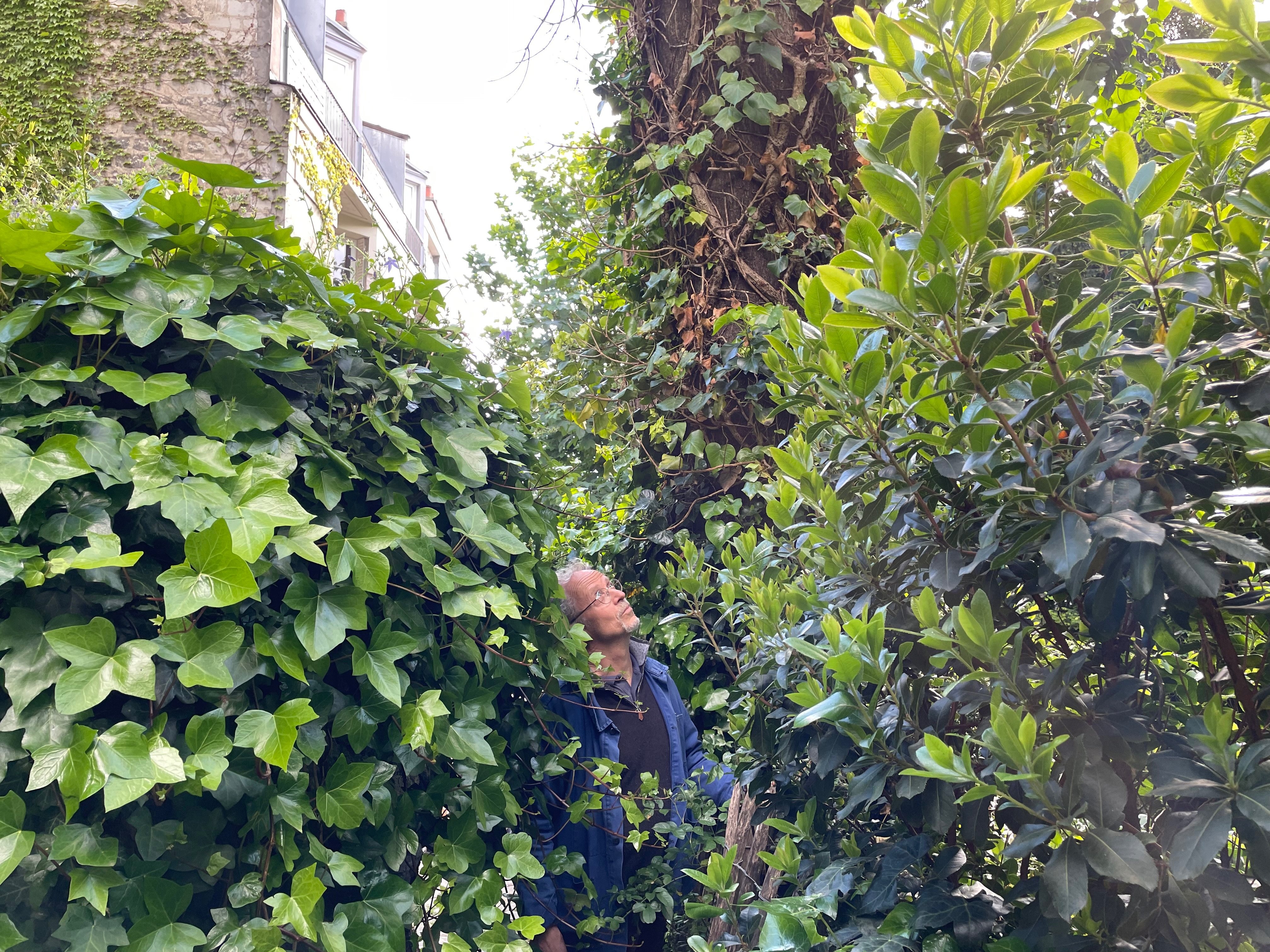 Paris (XVIIIe). Philippe Clayette, ancien jardinier de la Ville, contemple ici l’ailante du maquis de Montmartre. LP/C.H.