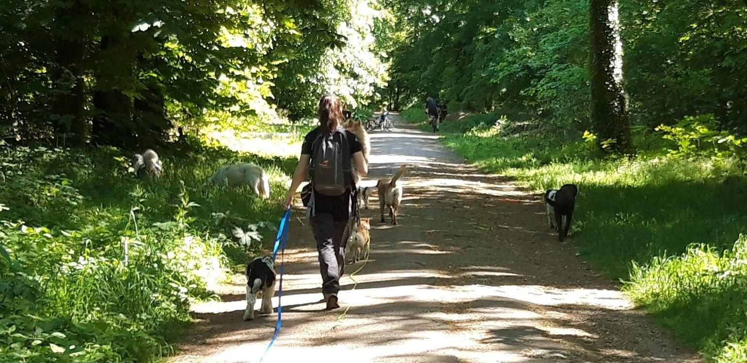 Aux portes de Paris, la forêt de Meudon (Hauts-de-Seine) est très prisée des promeneurs de chiens professionnels. LP/Aurélie Foulon