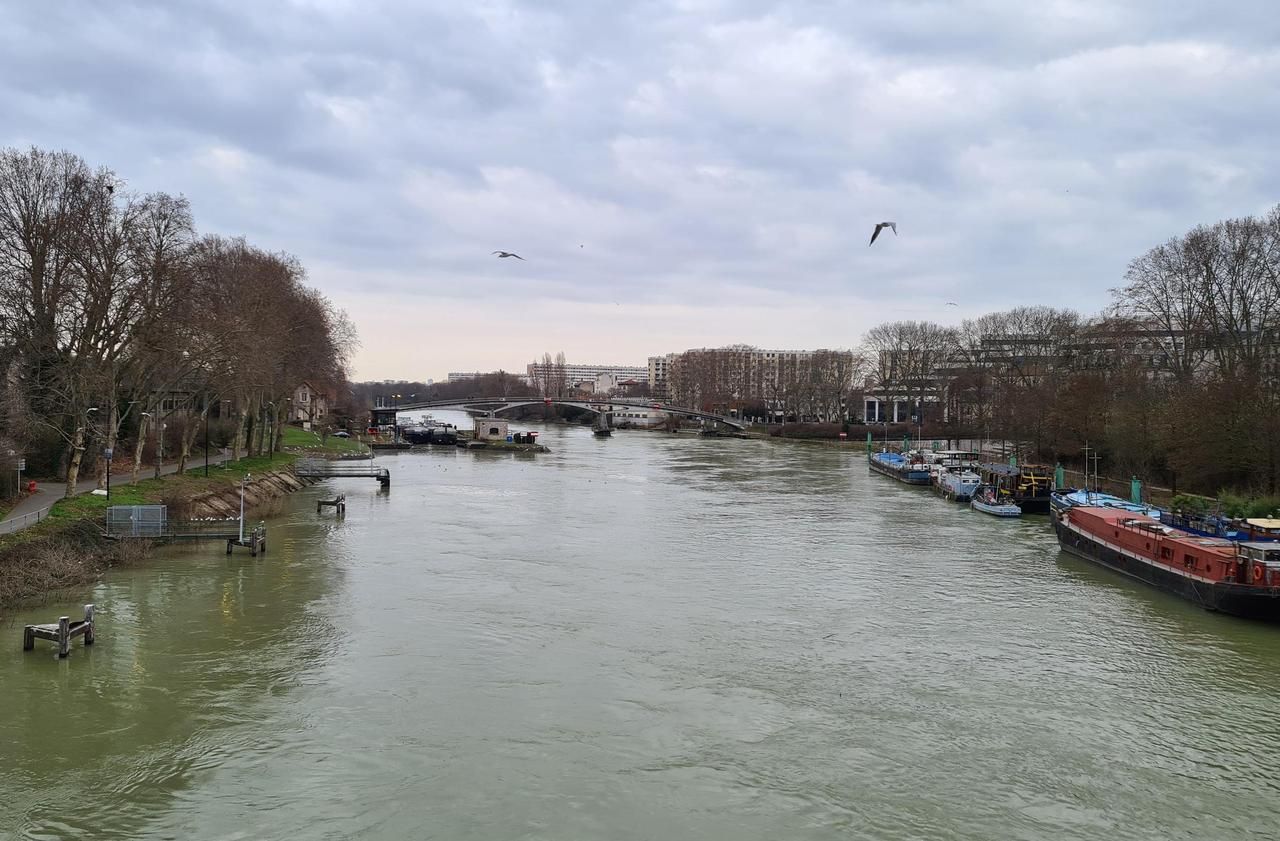 <b></b> Saint-Maurice, le 16 février 2021. Dans le bras de la Marne face à la mairie, les mouettes se régalent de poissons morts en quantité anormale depuis la crue. 