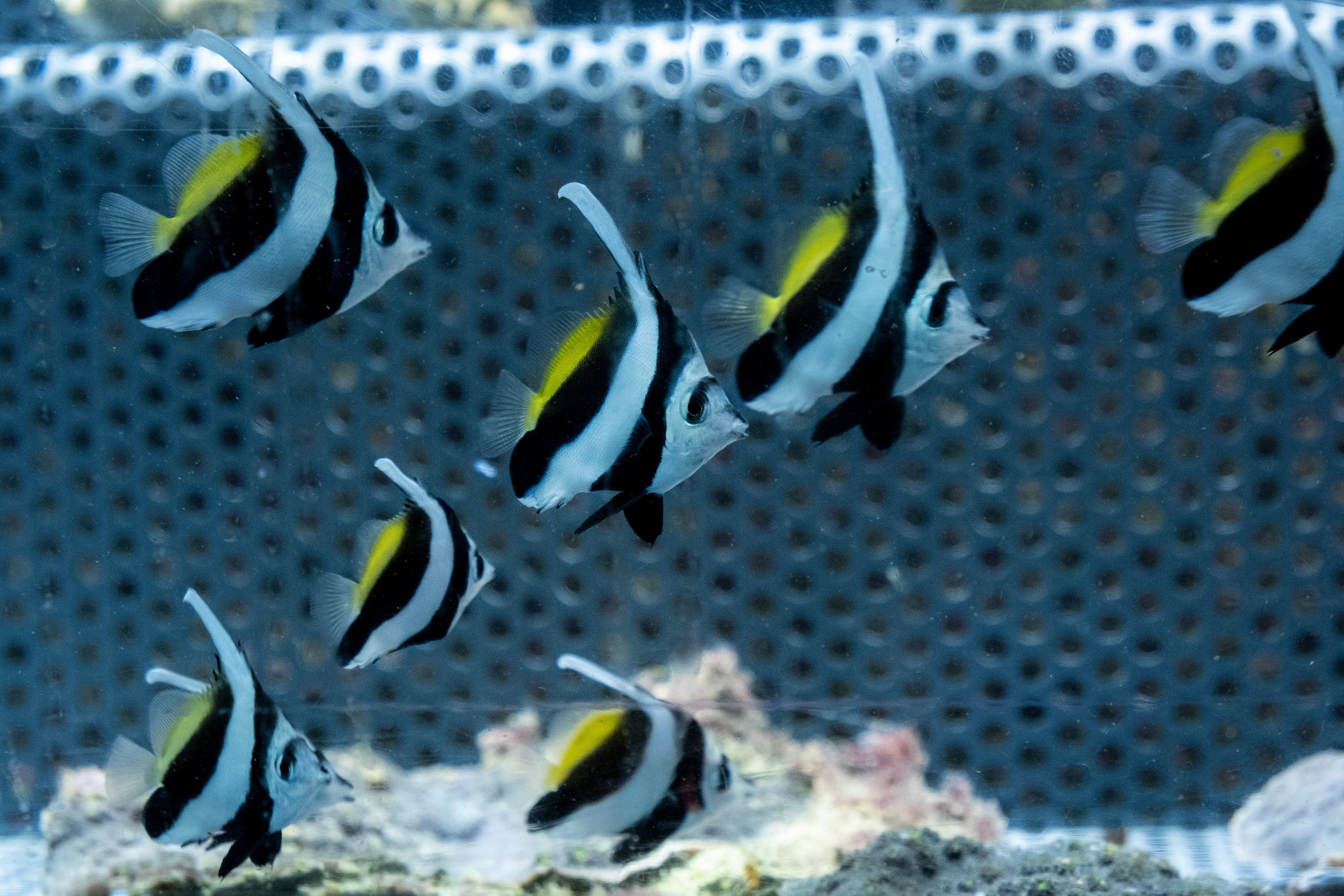 Prouesse à l'aquarium de La Rochelle après la naissance de seize poissons  tropicaux - Le Parisien
