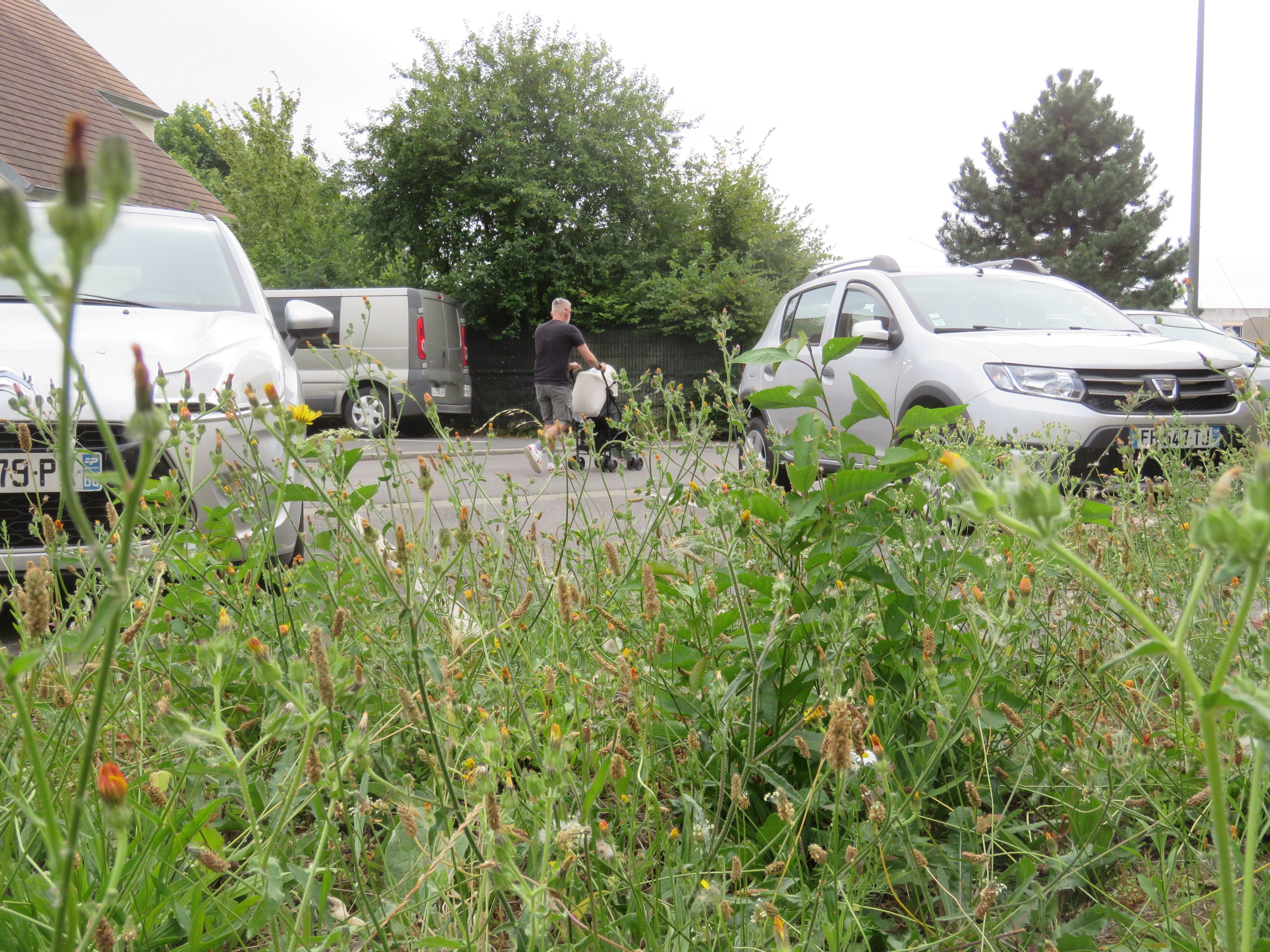 Noyon (Oise), le 20 août. Depuis plusieurs mois, de nombreux habitants dénoncent le manque d'entretien des espaces publics par la mairie. LP/Stéphanie Forestier