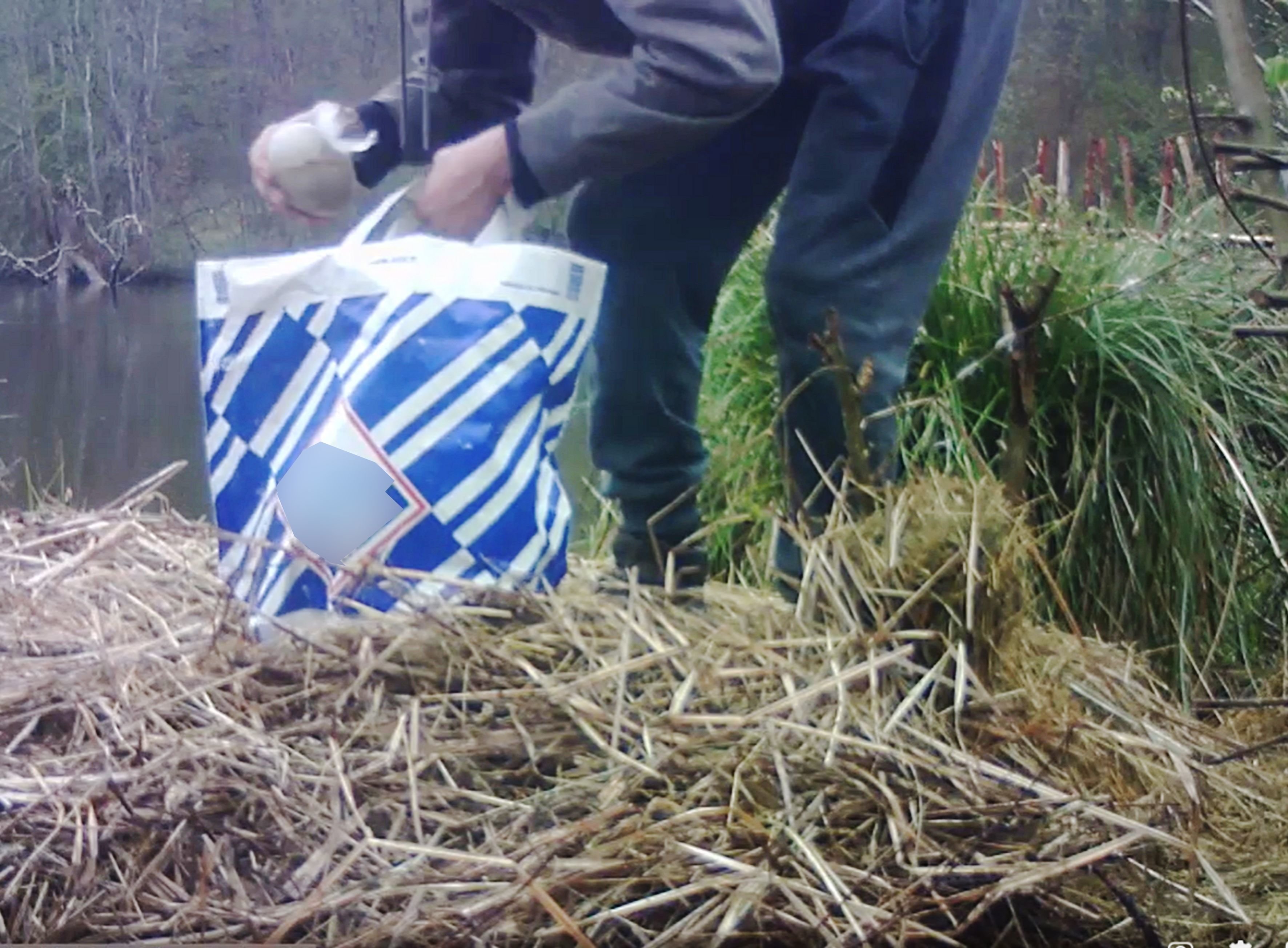 Le voleur des œufs de cygnes des étangs de Commelles, dans le sud de l'Oise, a été filmé par la caméra de sécurité installée par des protecteurs des animaux. DR