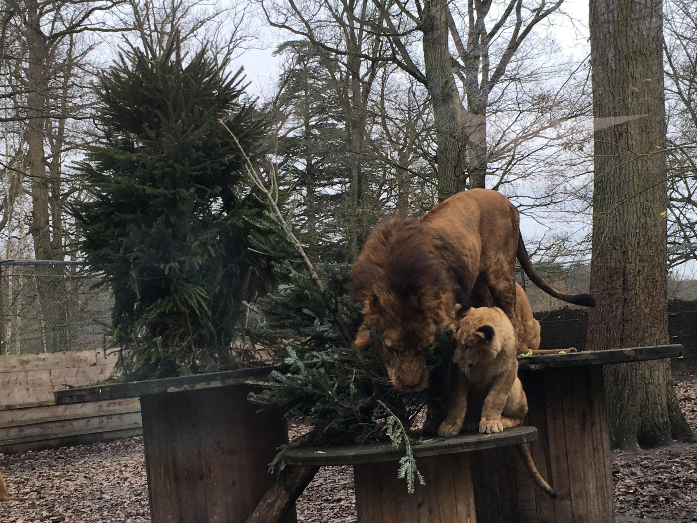 Au zoo de Thoiry (Yvelines), les lions ont droit à leur sapin après les fêtes. Un enrichissement qui casse leur routine. (Archives) LP/Aurélie Foulon