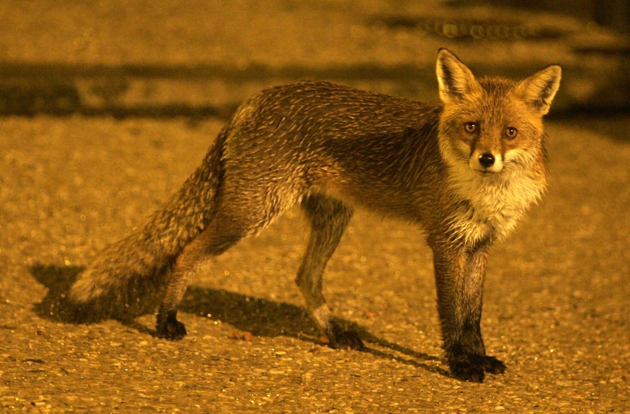 Un renard attaque un bébé à Londres