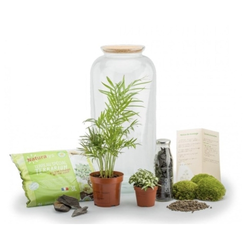 Kit terrarium DIY 1 plante à choisir - Les Beauxtanistes