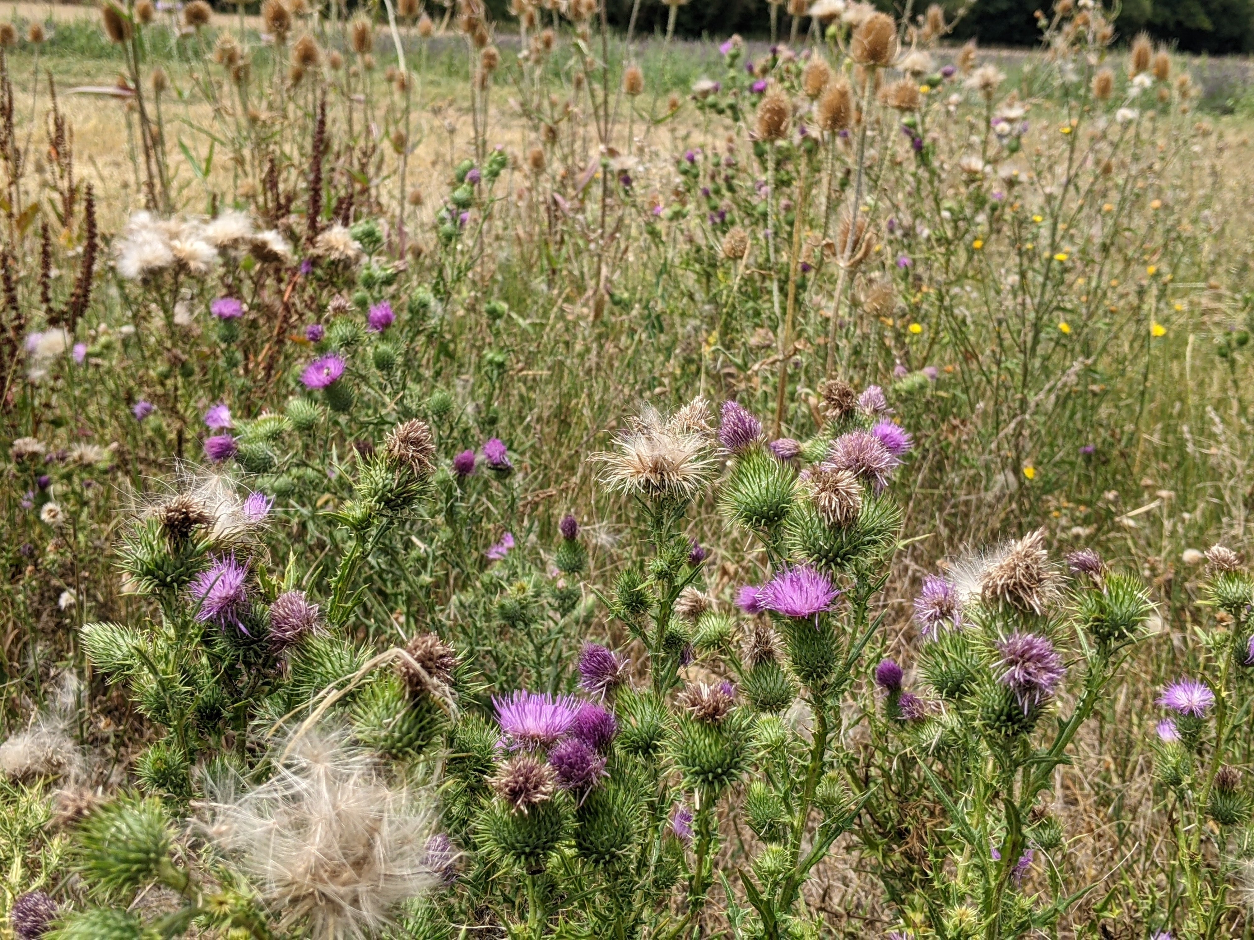 Le chardon marie, une plante courante au bord des champs de la Beauce, contient un actif contre le psoriasis. LP/Stéphane Frachet