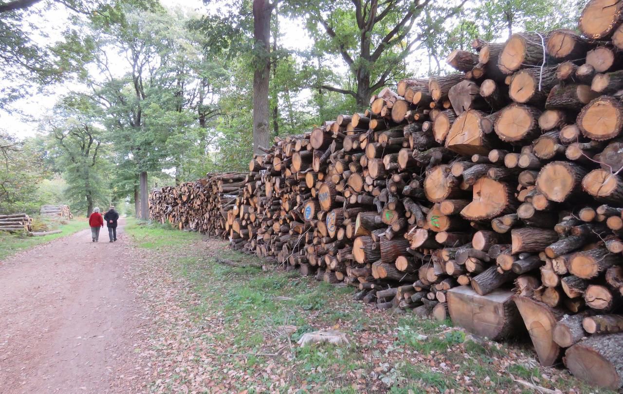 <b></b> Forêt de Sénart, le 5 octobre 2017. Des arbres coupés et stockés par l’ONF en forêt de Sénart. 