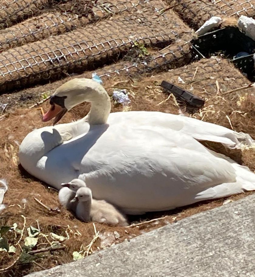 Les Bebes Cygnes Du Canal De L Ourcq Sont Nes Le Parisien