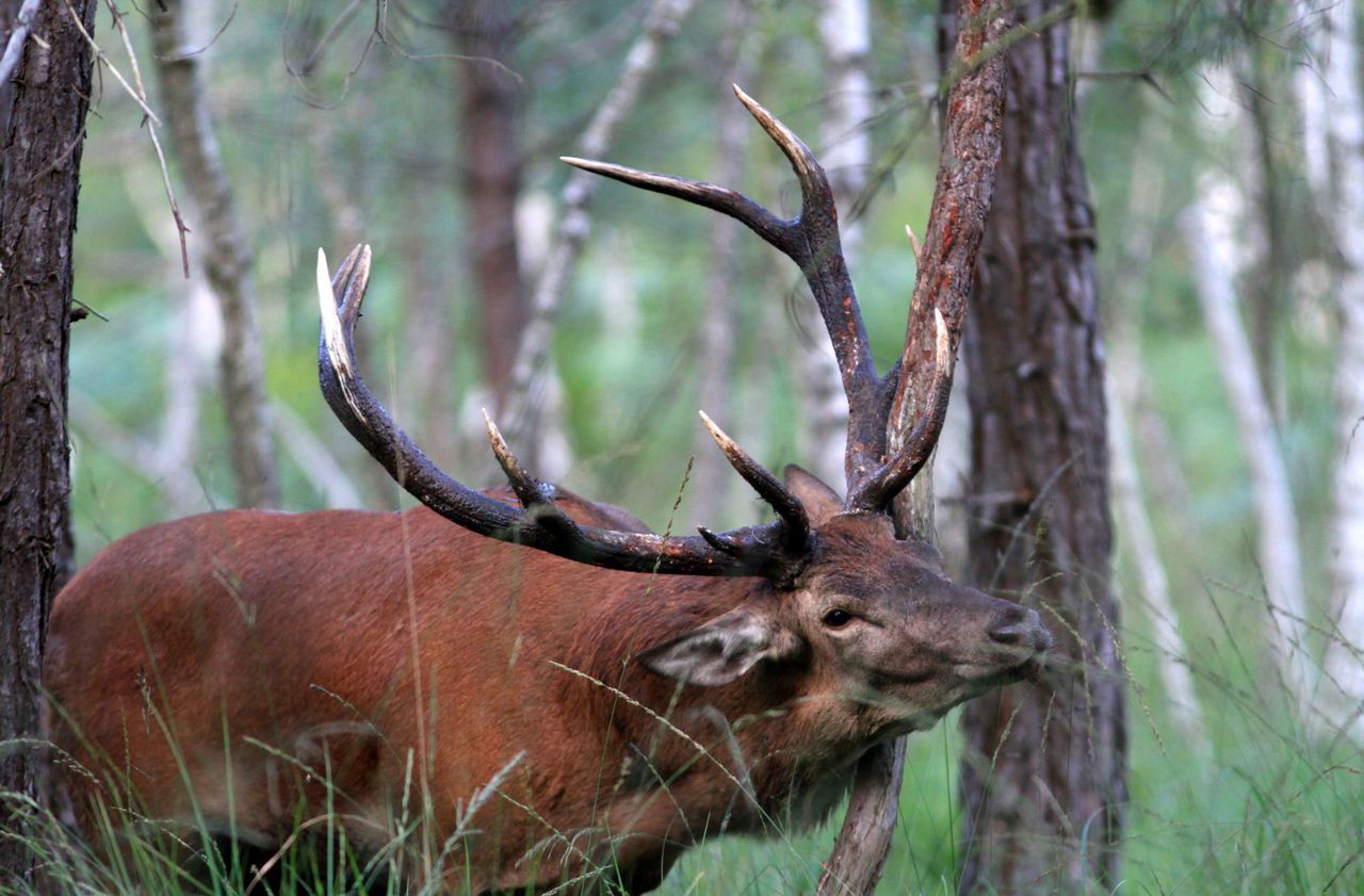 Championnat national d'imitation de brame du cerf | Chasseurs de l'Est