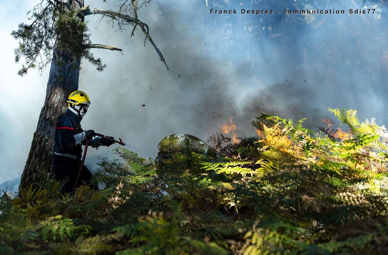 <b></b> Forêt de Fontainebleau, en août. Les incendies qui surviennent en forêt de Fontainebleau en cette période de canicule pèsent sur le physique des pompiers.