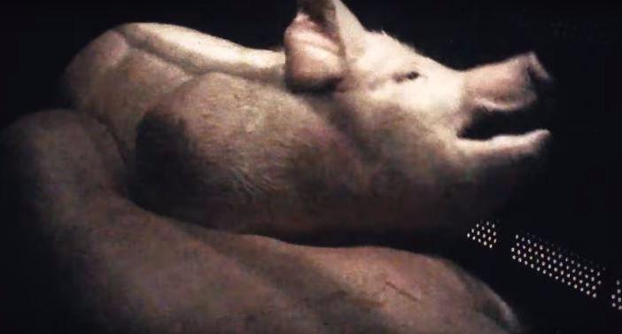 <b></b> L’association L214 a filmé les conditions d’abattage des cochons à abattoir de Houdan. Dans cette séquence, le gazage des cochons. 