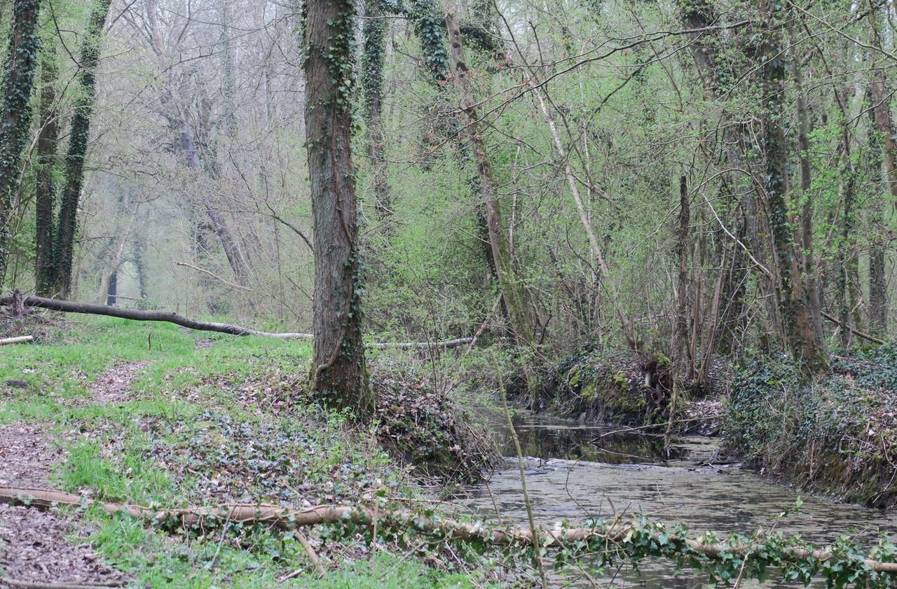 <b></b> Monchy-Saint-Eloi, ce jeudi. Sans intervention humaine, cette ancienne tourbière marécageuse risque de se transformer irrémédiablement en forêt.