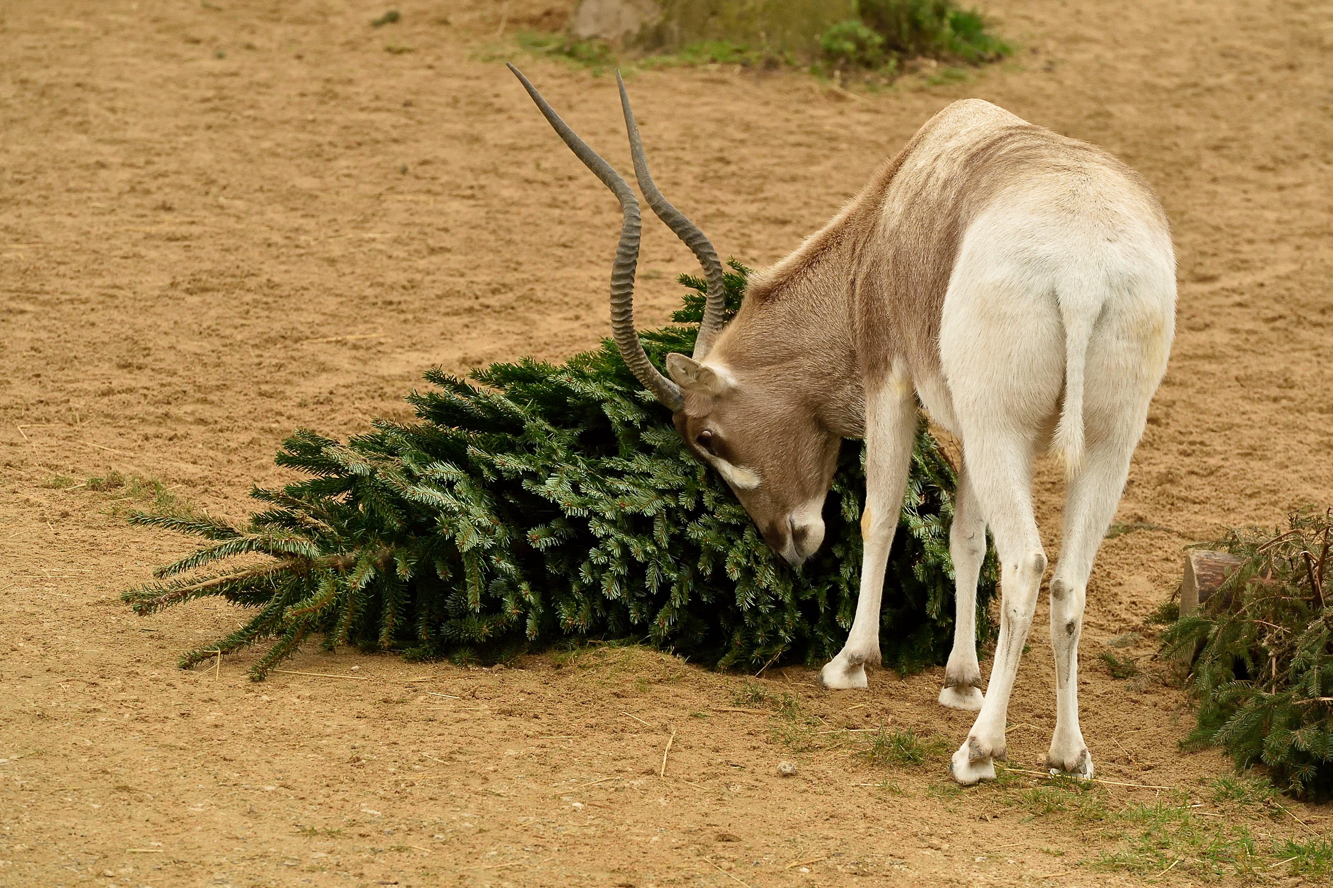 Parmi les animaux qui se voient «offrir» un sapin de Noël, on compte les antilopes du Parc zoologique de Paris, qui peuvent frotter leurs cornes contre les épines. /F-G Grandin - MNHN