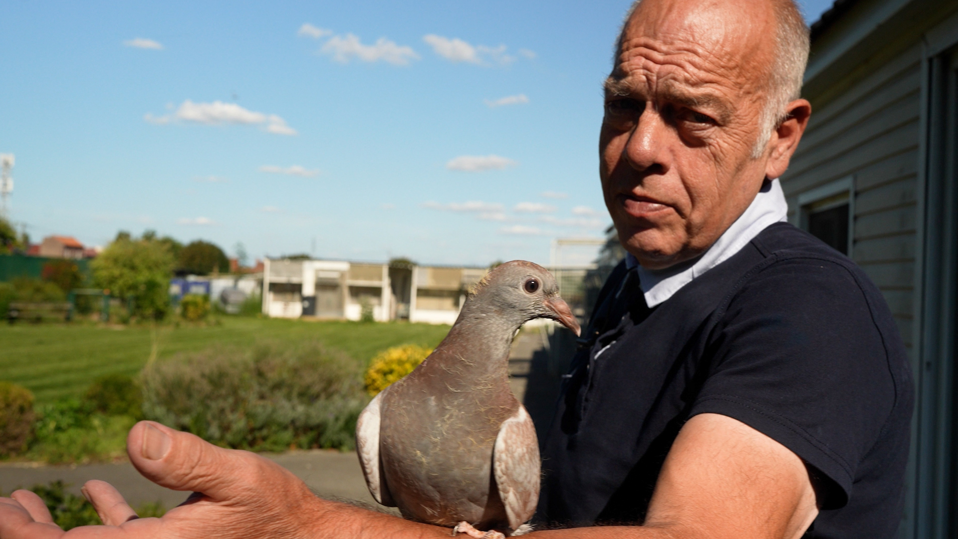 Roger Tantart, créateur du Skyblog Colombier-TANTART, avec l'un de ses jeunes pigeons, à Harnes, dans le Pas-de-Calais, le 21 août (LP/Laura Wojcik)