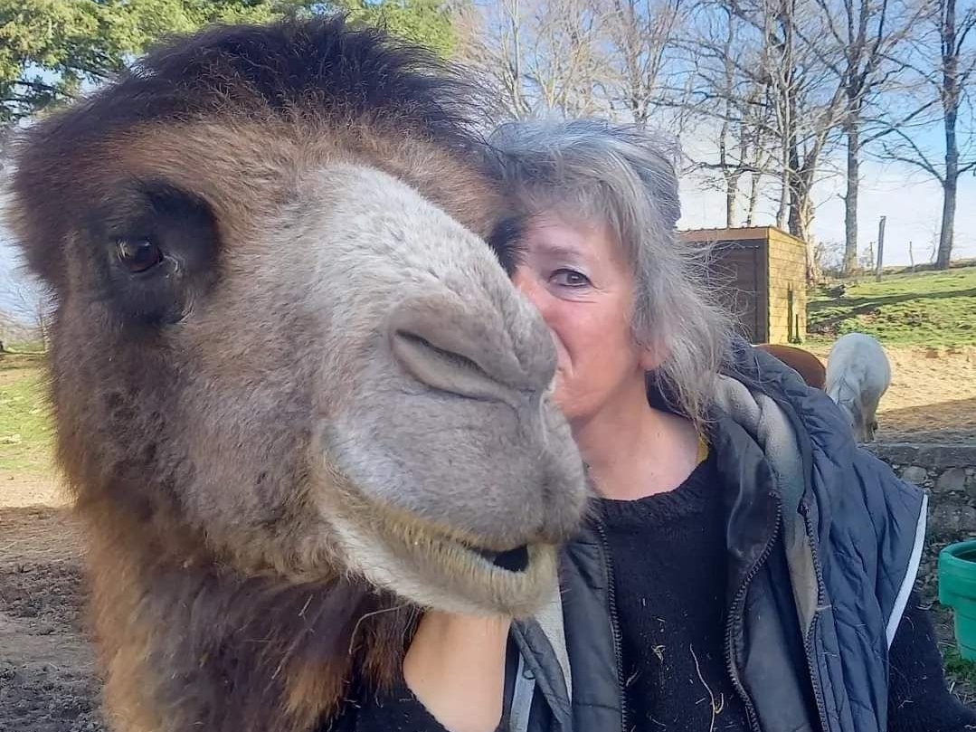 À Quézac, près de Maurs (Cantal), Cathy Pommier accueille déjà une quarantaine de chameaux, lamas, alpagas, mais son projet d'accueillir des wallabys est contrarié par la préfecture. DR