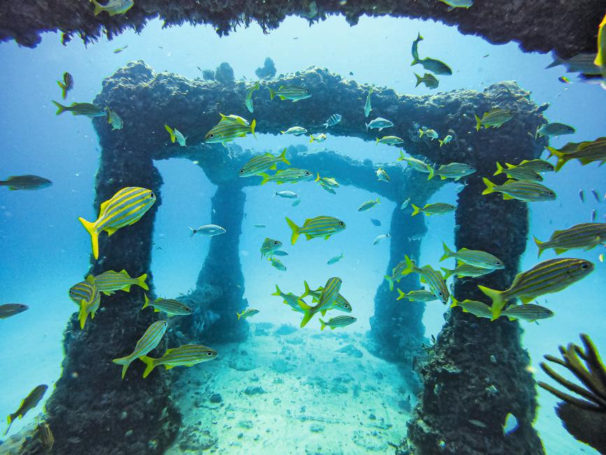 Le Neptune Memorial Reef attire une faune et une flore exceptionnelles. Le récif artificiel quatorze espèces de coraux différents. NMR/SP