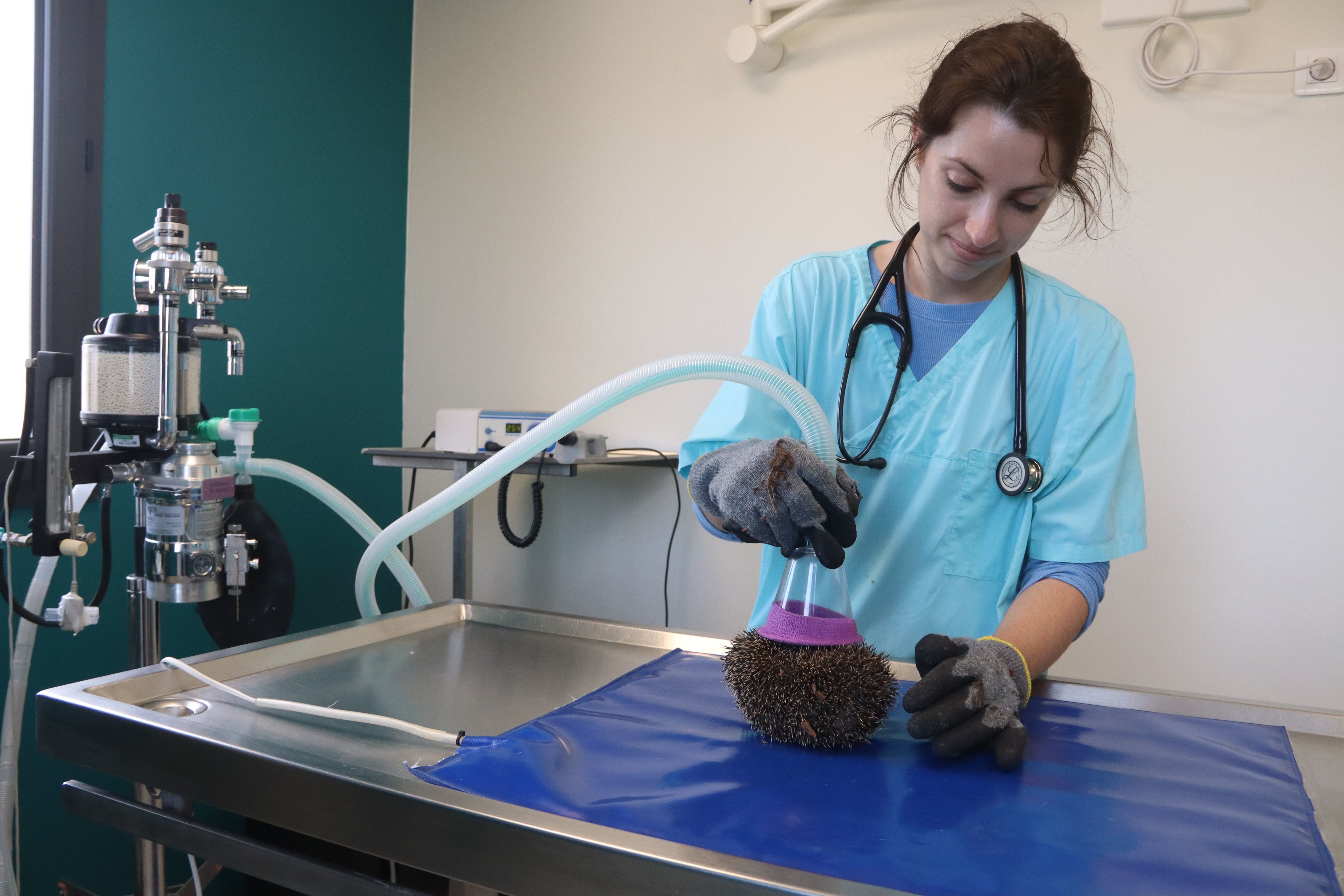 La vétérinaire Alice Lucas en plein examen d'un hérisson blessé à la clinique vétérinaire vétérinaire Caen Pasteur. LP/Esteban Pinel
