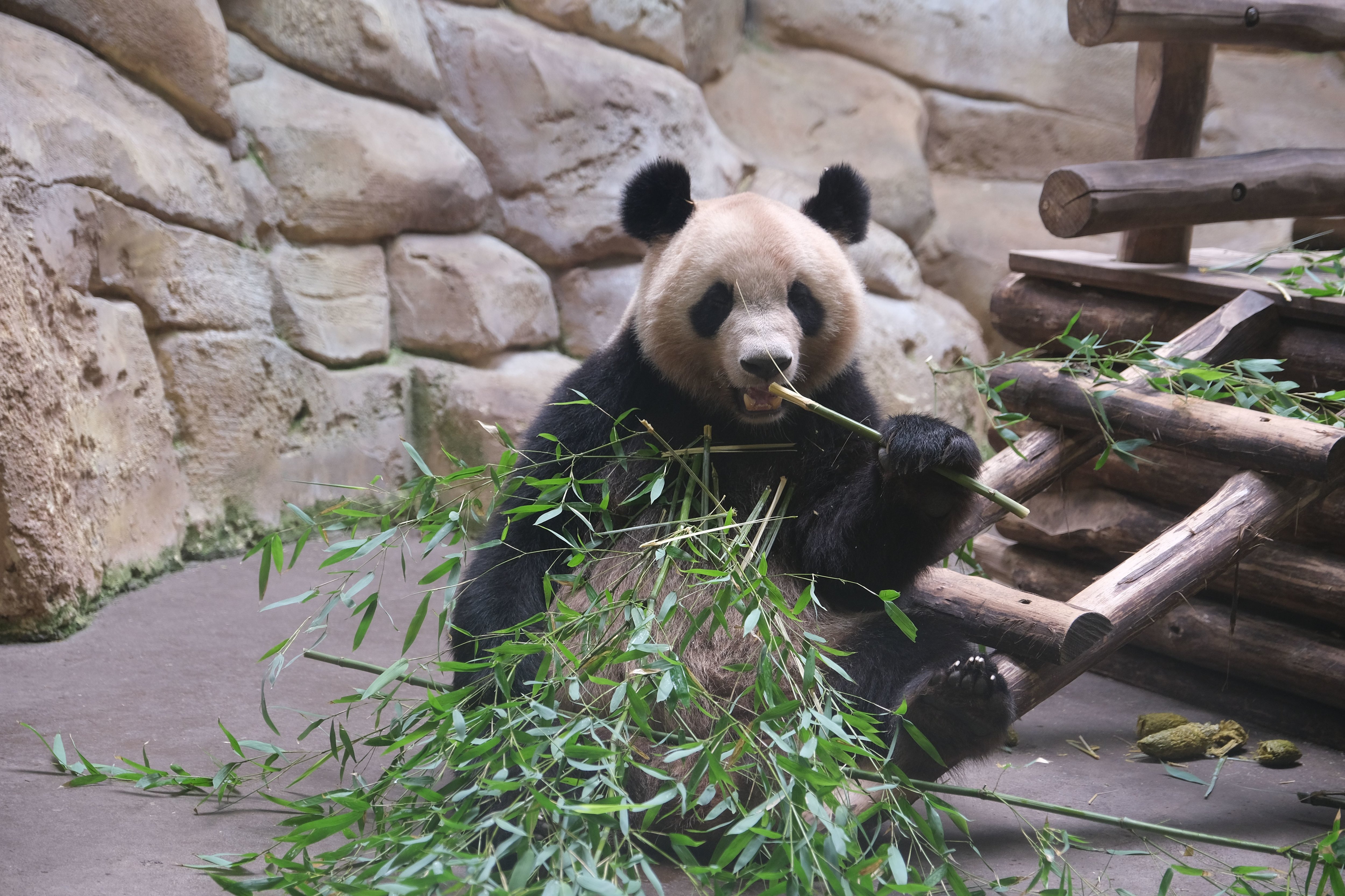 Yuan Meng est le premier bébé panda né en France en août 2017 au ZooParc de Beauval. LP/Bastien Moignoux