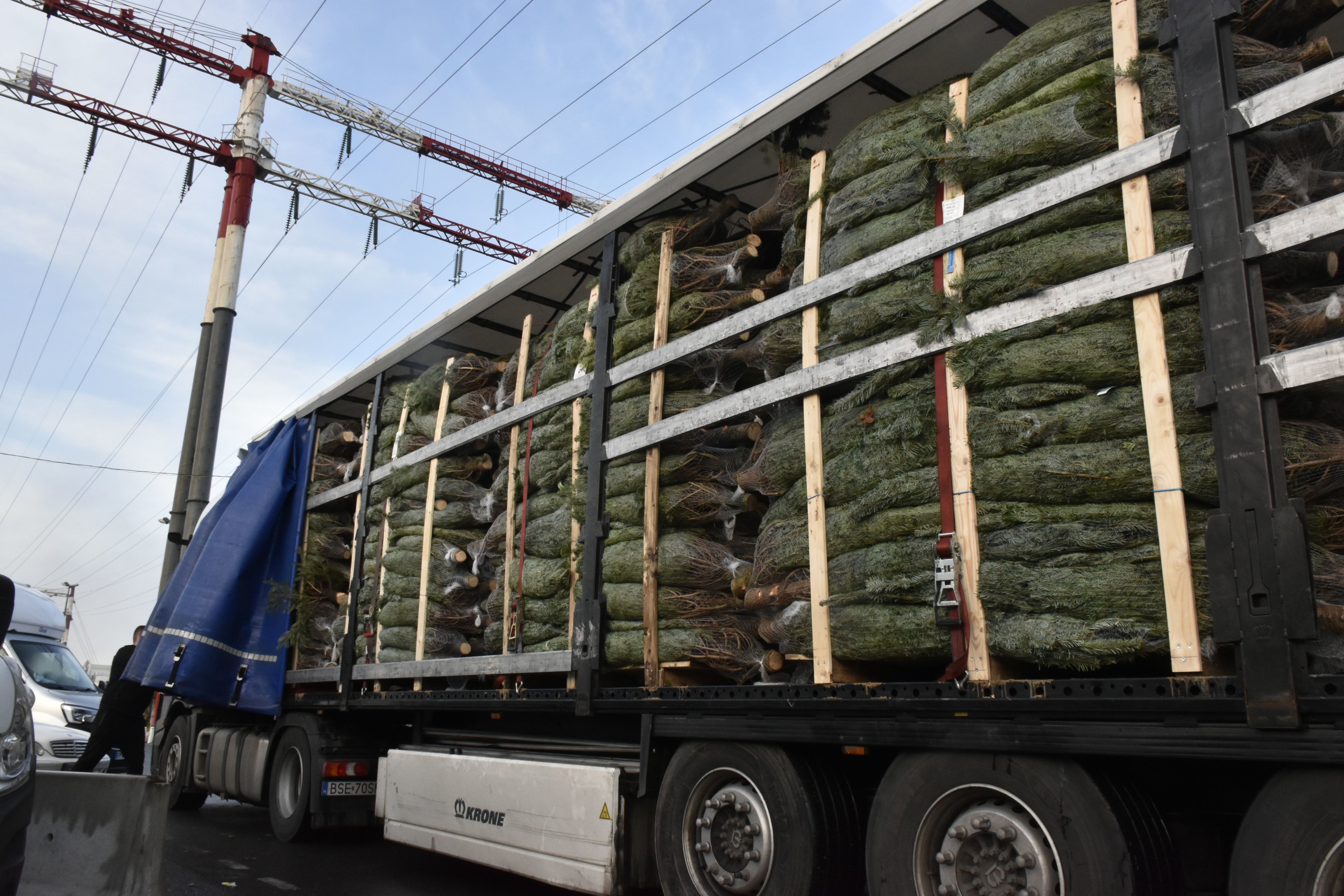 Chevilly-Larue (Val-de-Marne), ce vendredi. Les camions arrivent parfois au marché de Rungis après un périple de 1000 km pour livrer les sapins de Noël. LP/WIlliam Minh Hào Nguyen