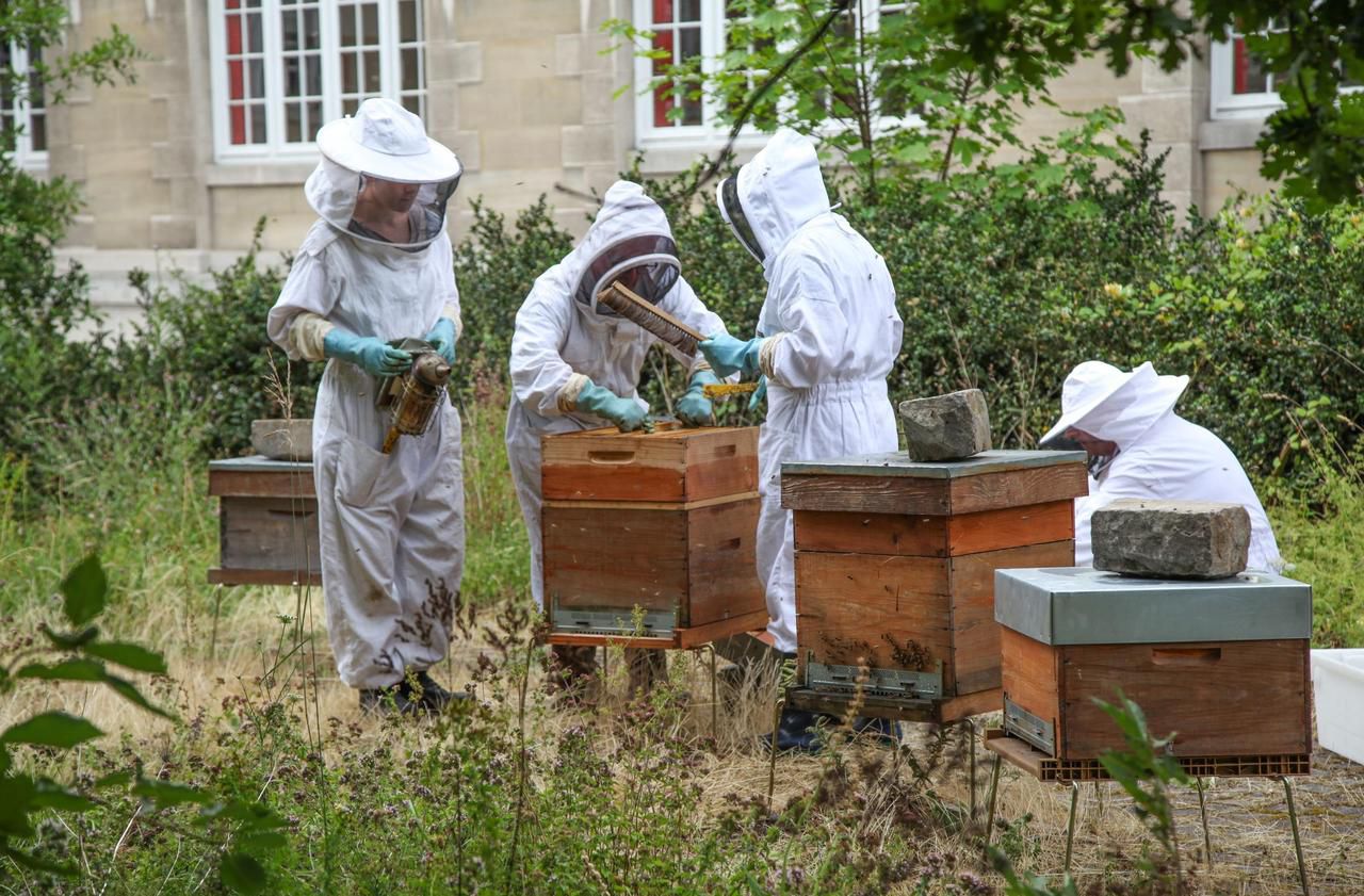 <b></b> Cité internationale universitaire (XIVe). Les ruches installées en 2010 vont être retirées pour "retrouver un équilibre dans l’écosystème des insectes pollinisateurs".