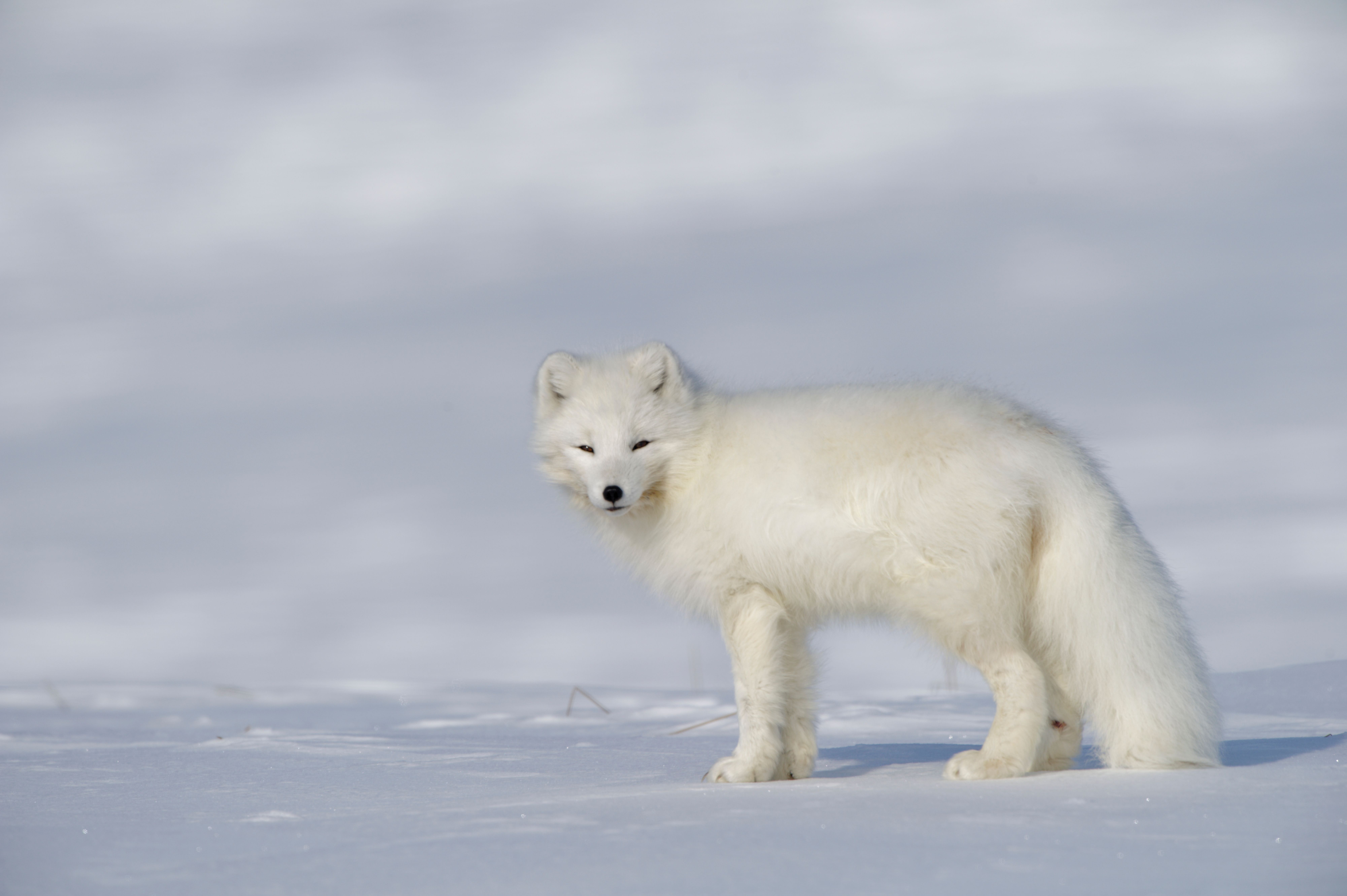 Doté de son magnifique pelage blanc hivernal, le renard arctique est extrêmement bien adapté pour faire face aux conditions glaciales. Istock
