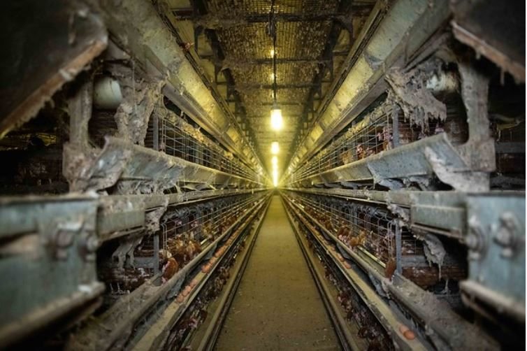 La ferme du Mesnil-Saint-Martin, qui abritait 200 000 poules pondeuses a été fermée après que les conditions de vie des animaux ont été dénoncées par l'association L214. (LP / Stéphanie FORESTIER)