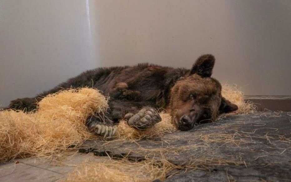 Mischa, l'ours maltraité. avait été recueilli au zoo refuge La Tanière à Nogent-le-Phaye./DR