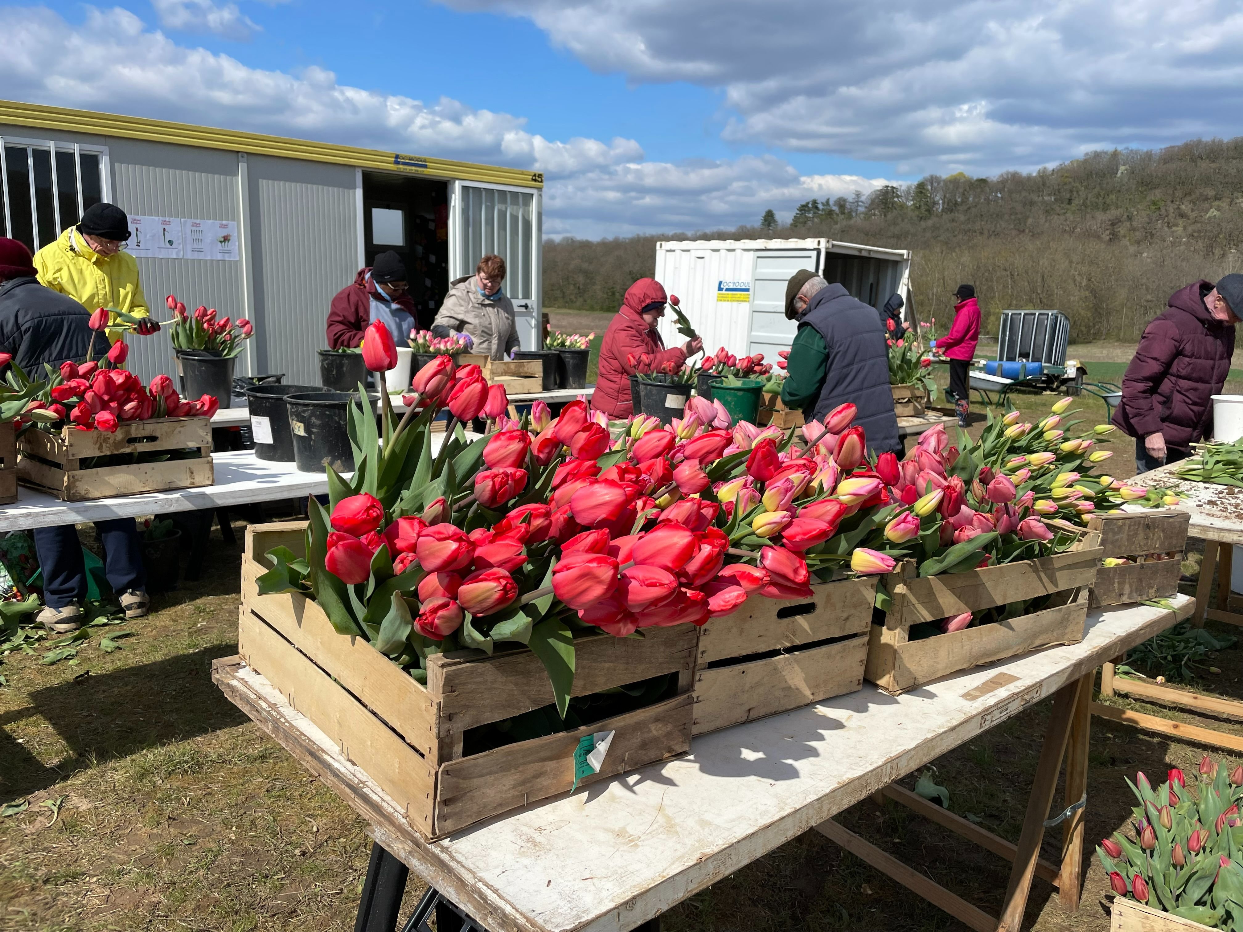 Depuis 20 ans, le Rotary Club d'Etampes assure l'opération des Tulipes de l'Espoir. En deux décennies, les bénévoles ont permis la collecte de plus de 450 000 euros. DR