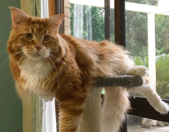 Voici Omar Le Chat De 1 M Qui Pourrait Devenir Le Plus Grand Du Monde Le Parisien