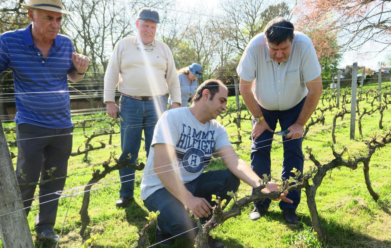 <b></b> Saint-Fargeau-Ponthierry, ce jeudi. Autour d’Emmanuel Monteau, conseiller vini-viticole, les membres très impliqués de La Confrérie de Saint Vincent bichonnent toute l’année les vignes pour préparer Le Citanguet.