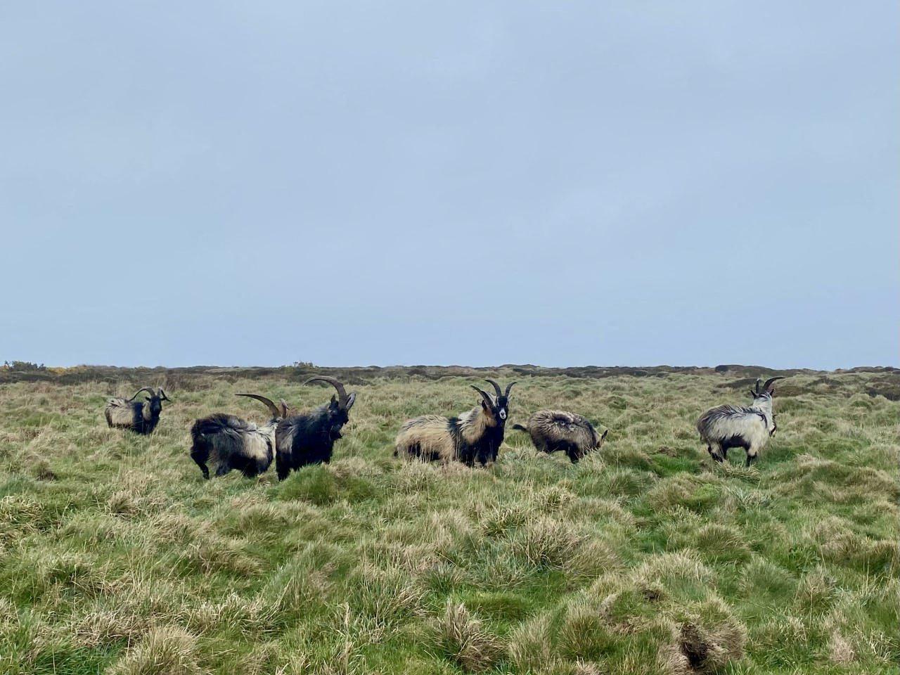 Les chèvres sauvages de l'île d'Ouessant, une bonne centaine, sont accusées de grignoter la végétation et d'aggraver l'érosion côtière. Ouest France/ Julia Toussaint