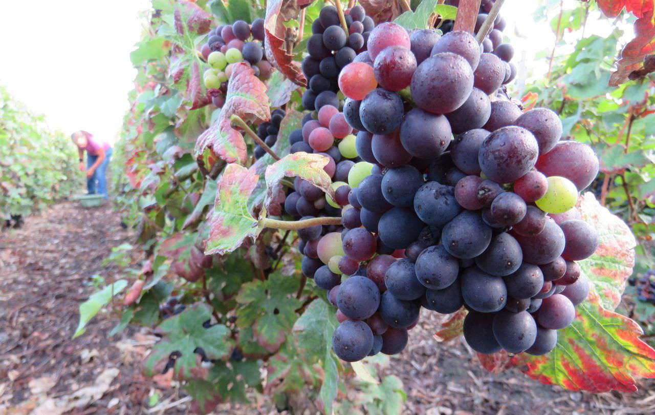 Les vendanges pour le champagne ont officiellement commencé le 7 septembre. Mais les viticulteurs seine-et-marnais ont préféré attendre quelques jours pour commencer à récolter le raisin. LP/S.R.