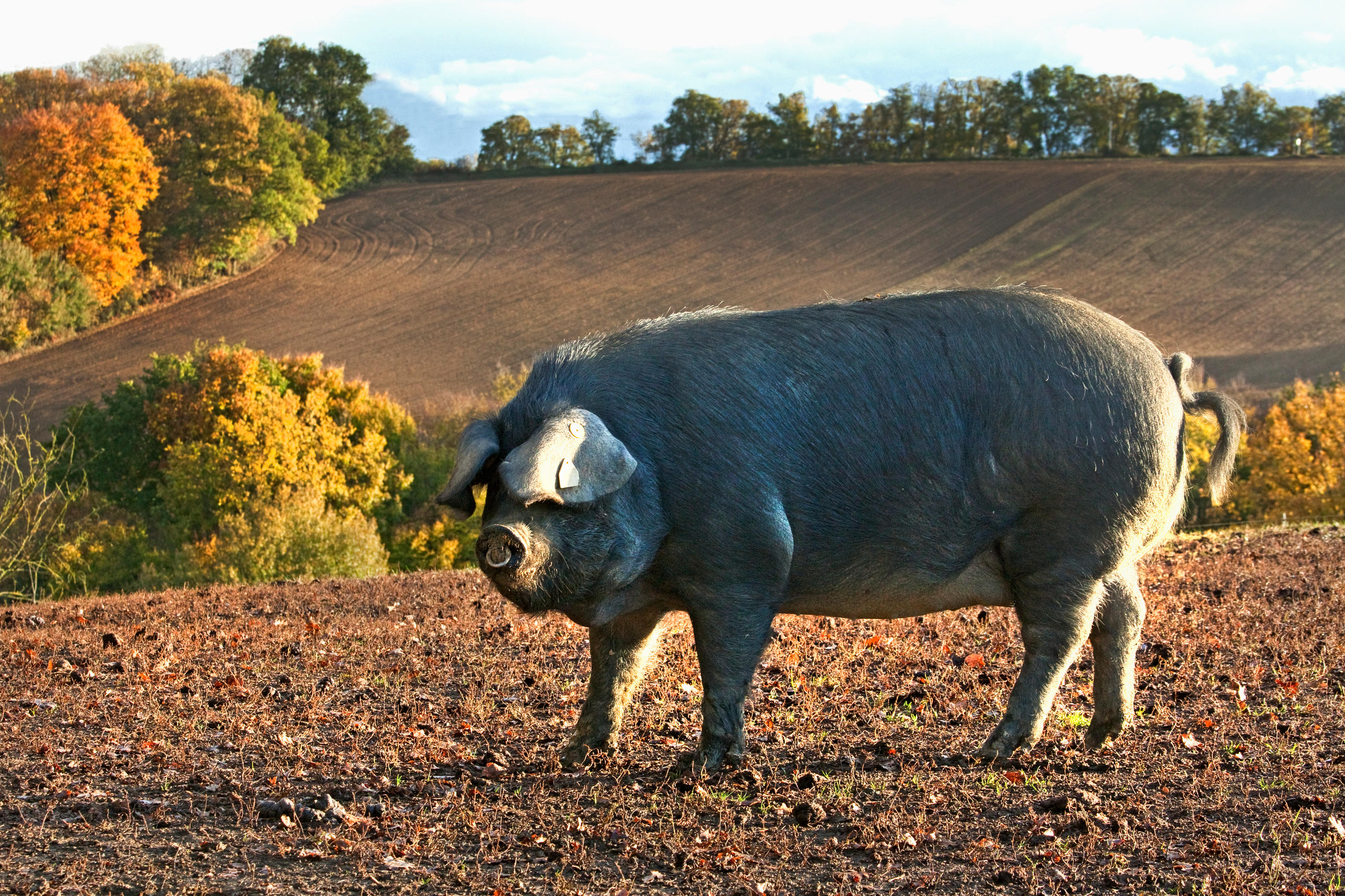 Le fameux porc noir de Bigorre, mais également le Roquefort, le pélardon ou le rocamadour pourraient être estampillés d’un D ou E rouge sur les étiquettes Nutri-Score. Saif images/Philippe Roy