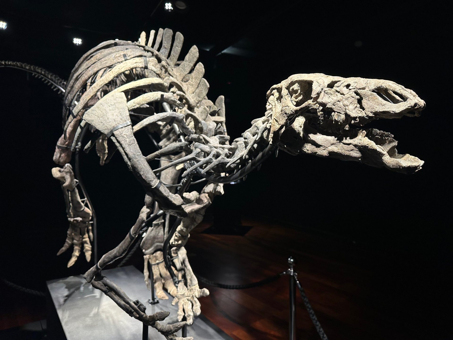 Baptisé « Barry », en hommage à Barry James, grand paléontologue américain, le squelette de ce camptosaure a été découvert au début des années 2000 dans le Wyoming (États-Unis). LP/Paul Abran