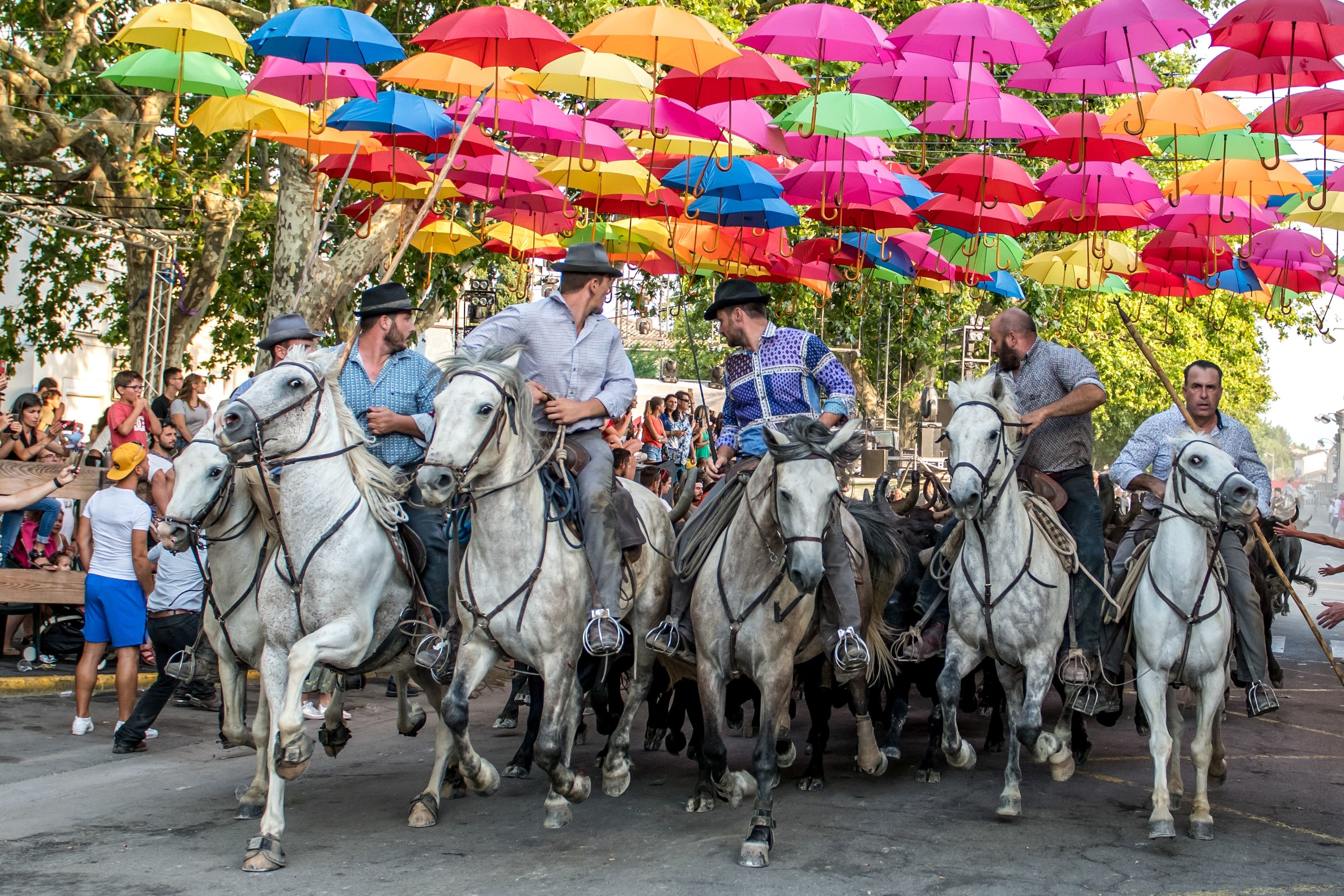 «La disparition des manades signifierait aussi la fin de nos traditions locales séculaires», déplorent les manadiers. Photos DR Dominique Vivier