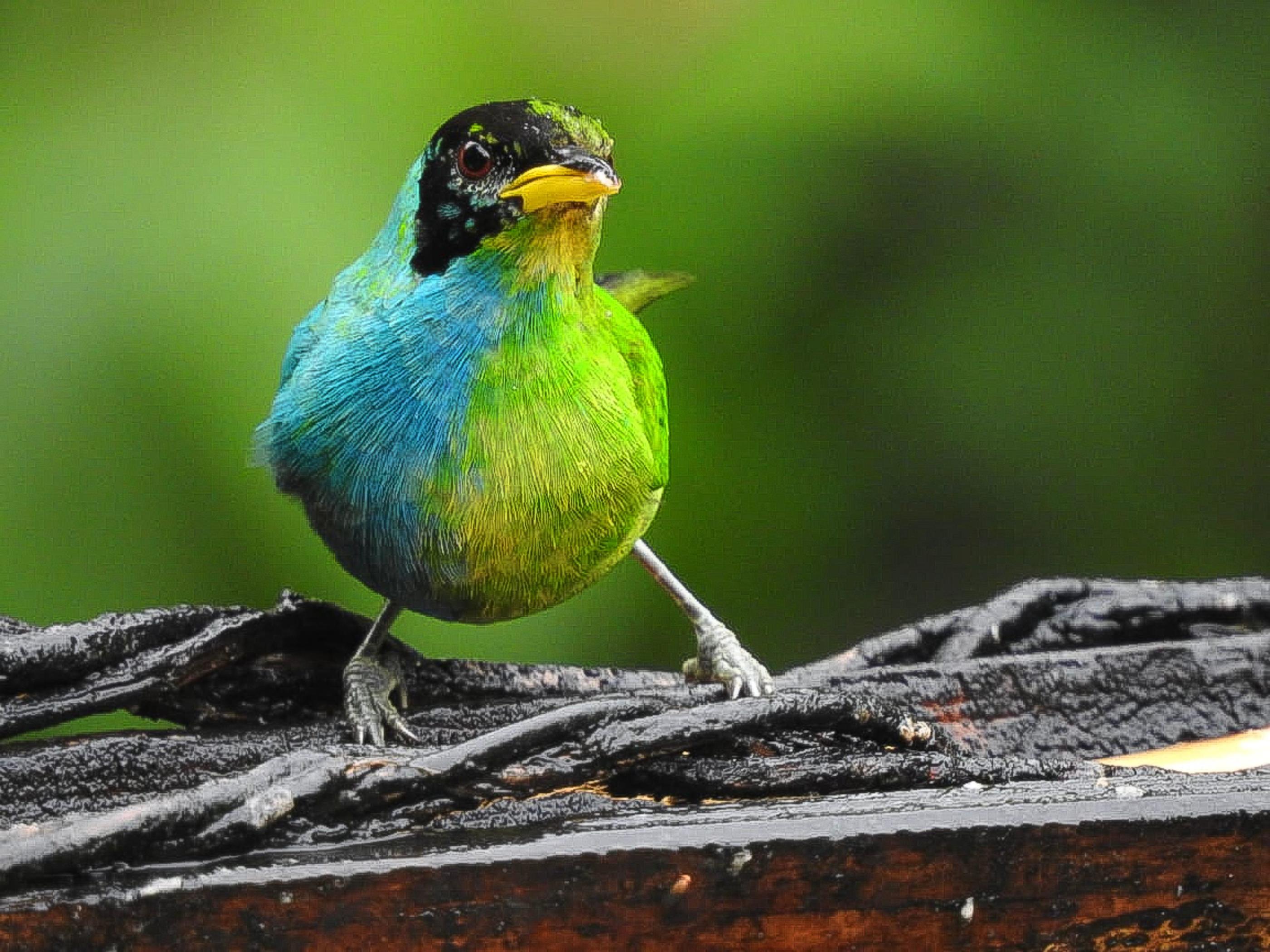 L'oiseau présentait un plumage mâle typique sur son côté droit et un plumage femelle sur le côté gauche. Jhon Murillo/AFP