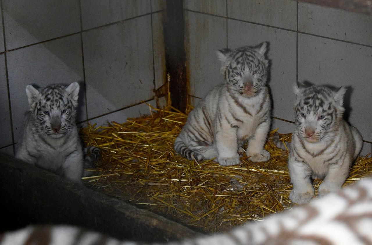 Trois Tigres Blancs Sont Nes A Amneville Un Evenement Rare Le Parisien