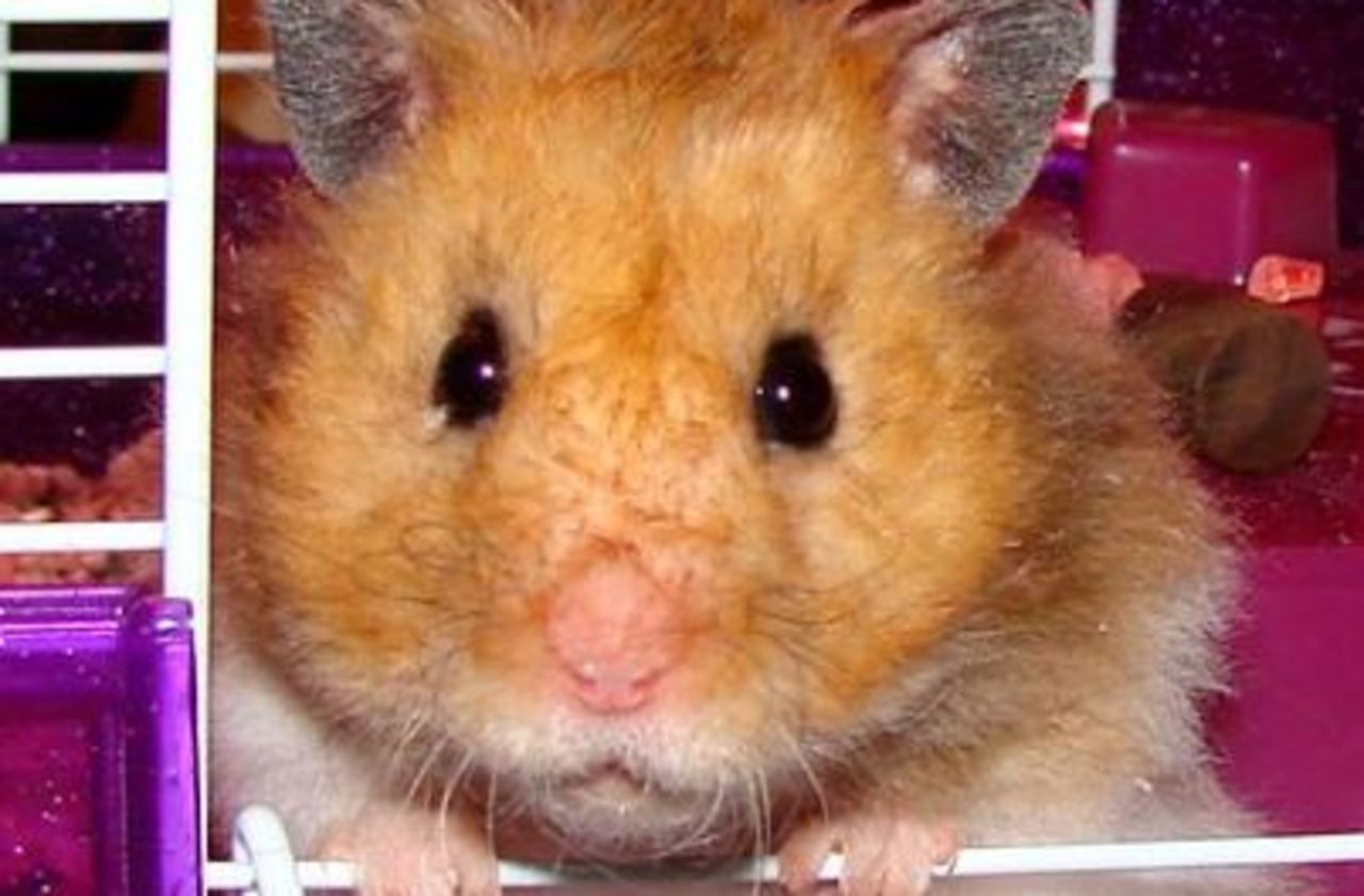 Coronavirus des tests sur des hamsters à Hongkong prouvent l