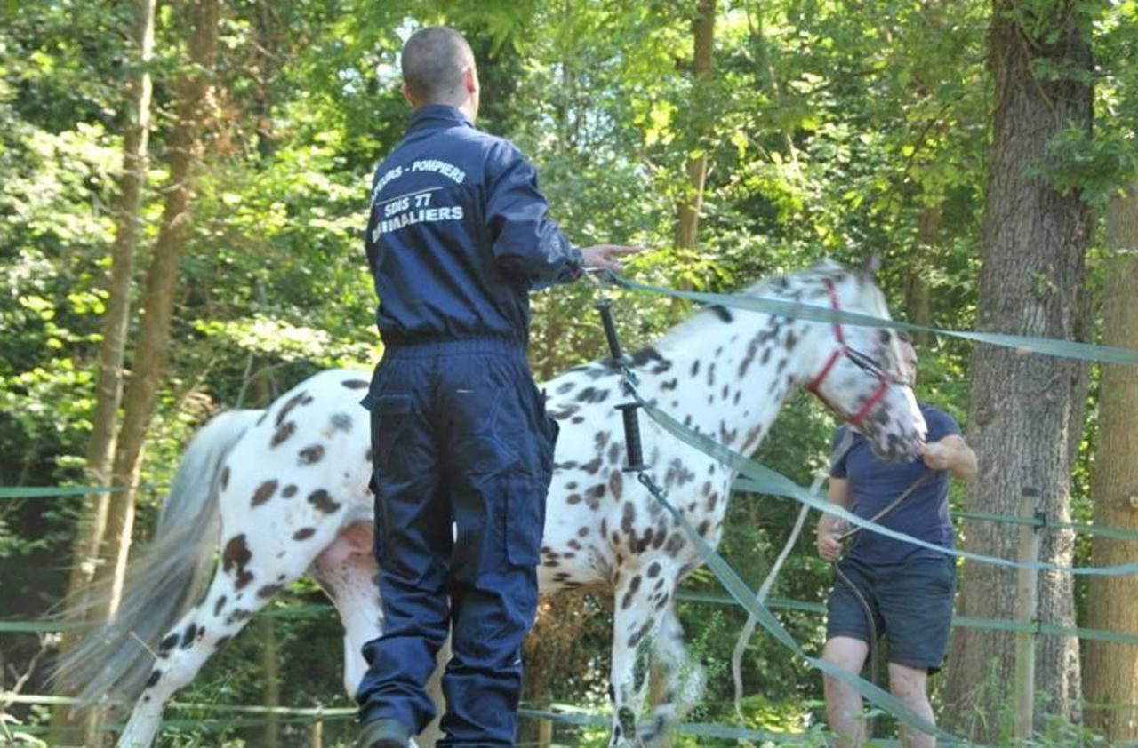 <b></b> Seine-Port, jeudi matin. Quarante et un chevaux et poneys ont été évacués, avec l’appui du groupement animalier des sapeurs-pompiers du 77, lors de l’incendie du haras de Seine-Port, jeudi matin.