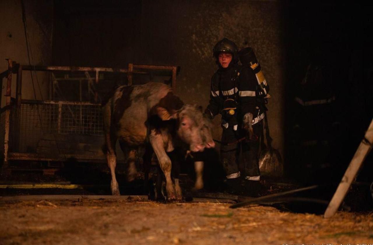 <b></b> Catheux, ce vendredi. Les pompiers ont pu sauver la majorité des animaux des flammes.