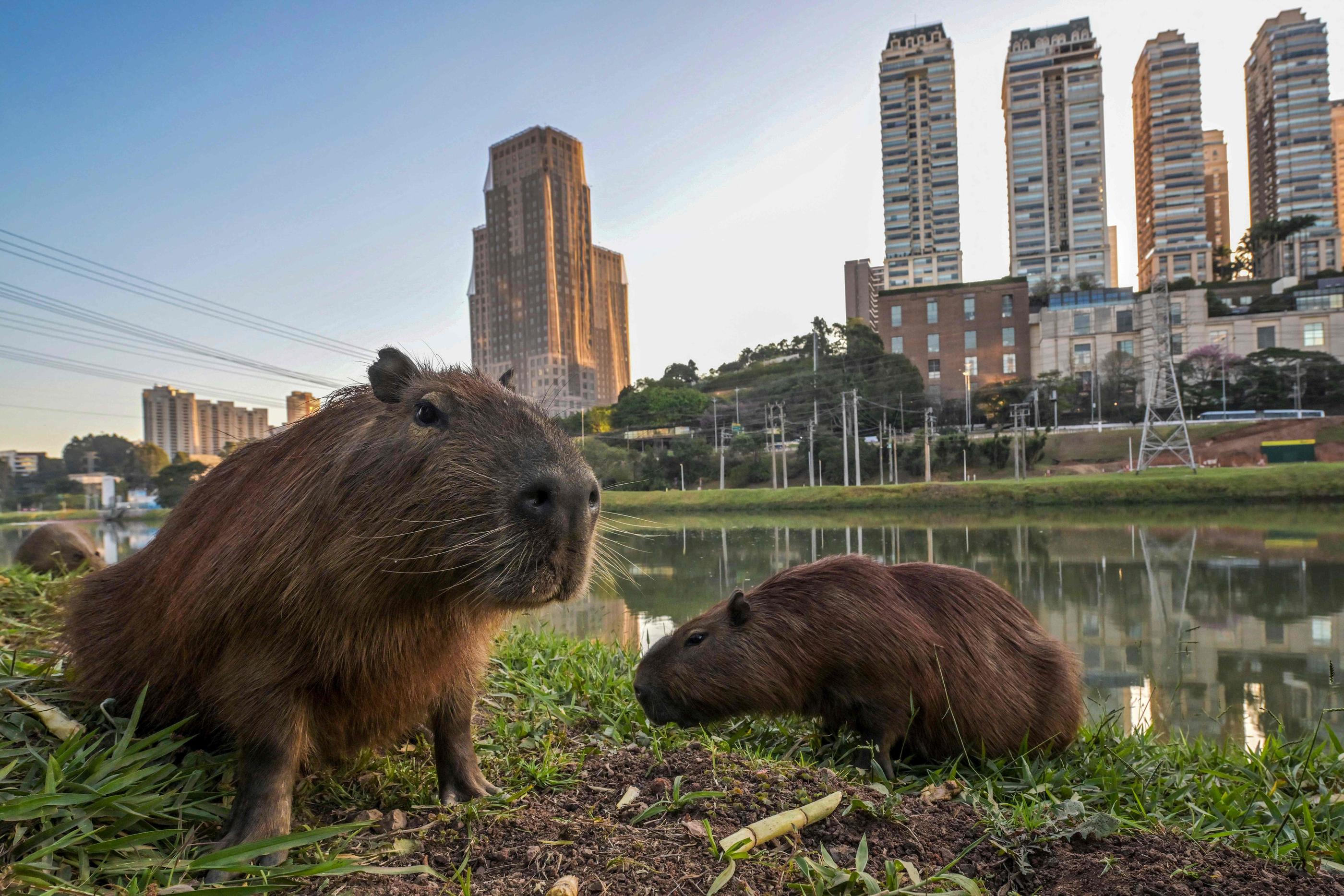 Des capybaras, le plus gros rongeur terrestre existant de nos jours, à Sao Paulo (Brésil). Les mammifères pourraient bien ne pas survivre à dérive des continents. (Illustration) AFP/Nelson Almeida
