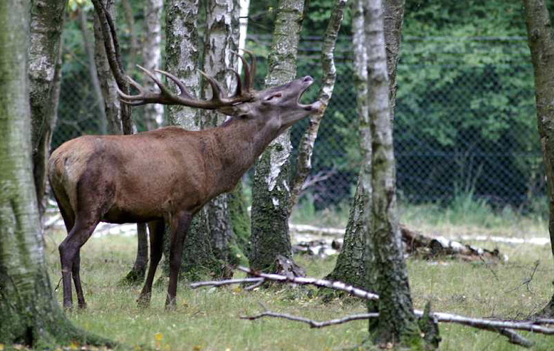 <b></b> Illustration. Découvrez le brame du cerf en forêt de Rambouillet, en soirée ou en matinée. 