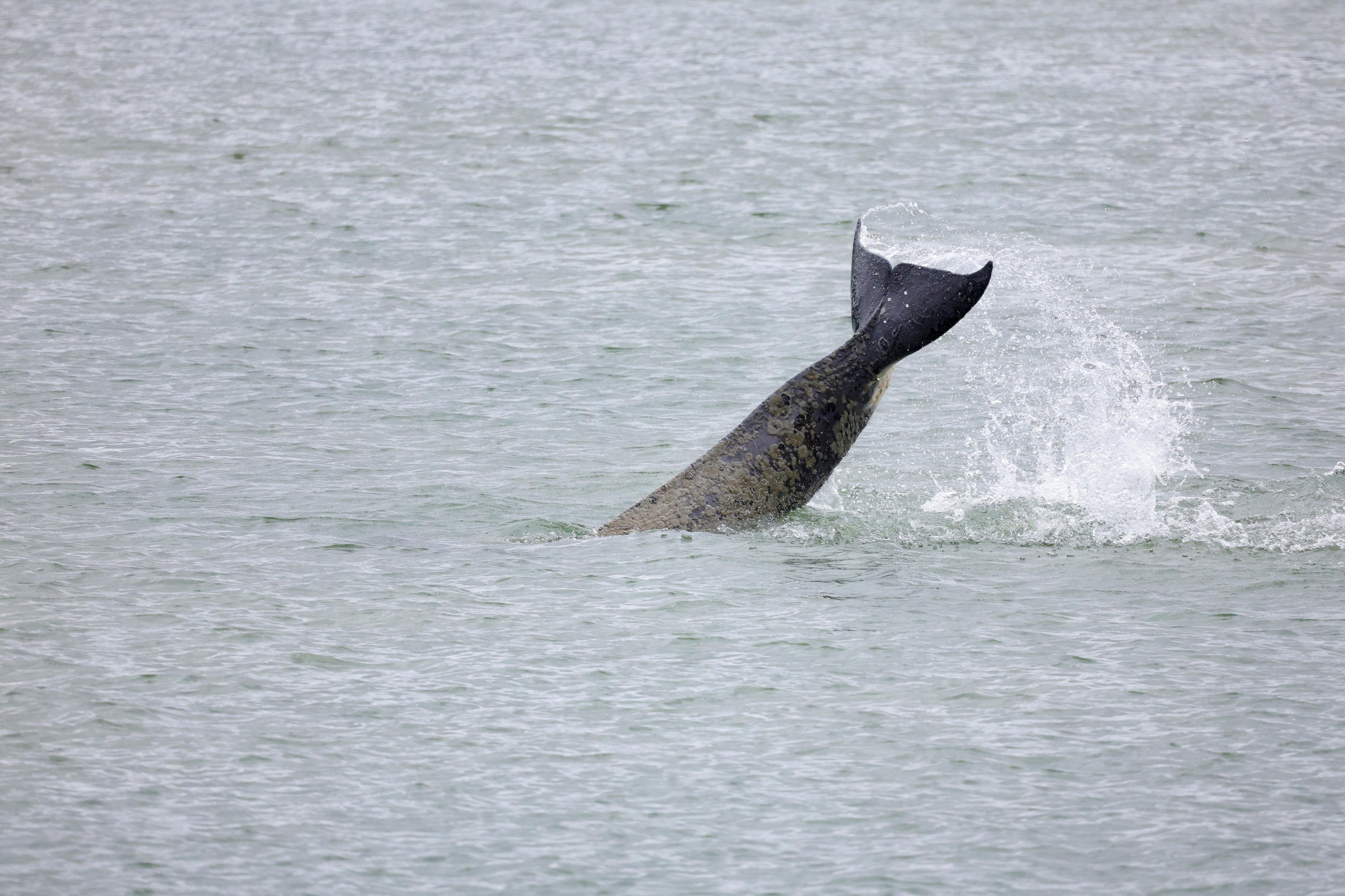 L'orque avait été retrouvée morte le 30 mai dernier, après avoir erré dans la Seine. REUTERS/Pascal Rossignol