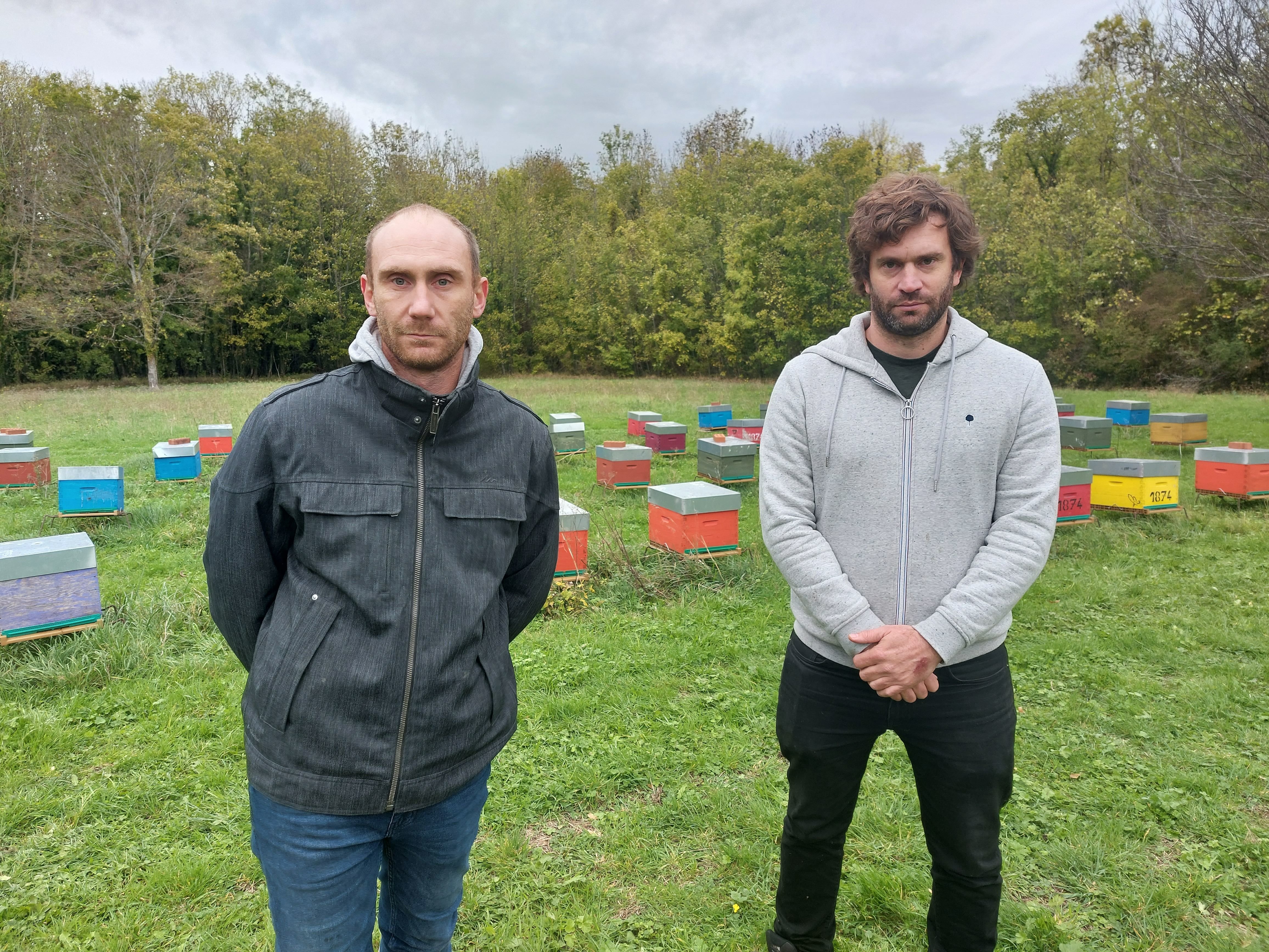 Coupvray, le 6 novembre. Nicolas et Rémi Martin ont pensé un temps abandonner leur exploitation, après avoir constaté l'ampleur des dégâts causés par les frelons asiatiques. LP/Marie Briand-Locu