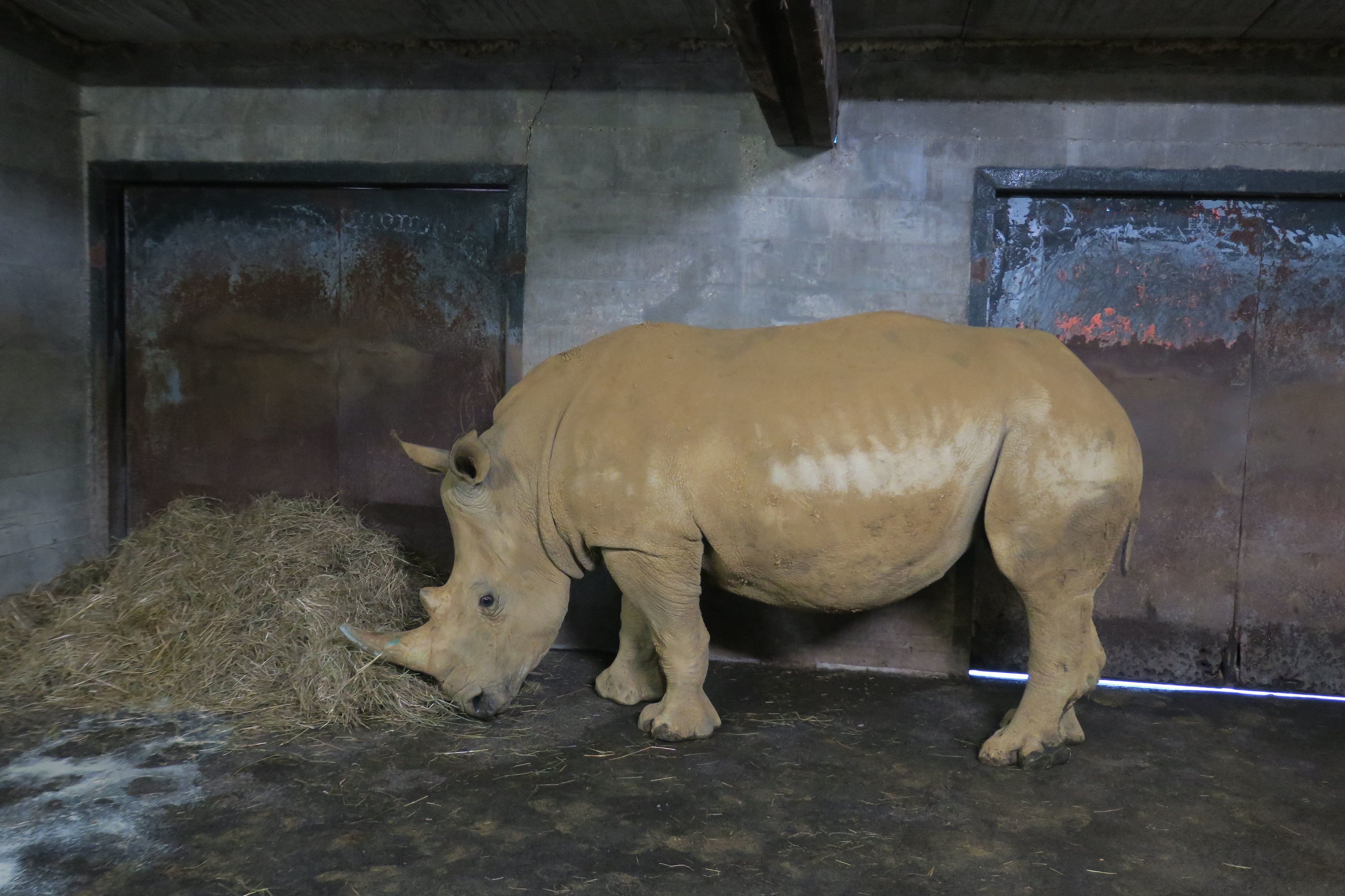 Thoiry, mercredi 29 septembre. Wakati, jeune rhinocéros mâle de 3 ans pesant 1165 kg, est arrivé au zoo en provenance de La Boissière-du-Doré. LP/Julie Ménard