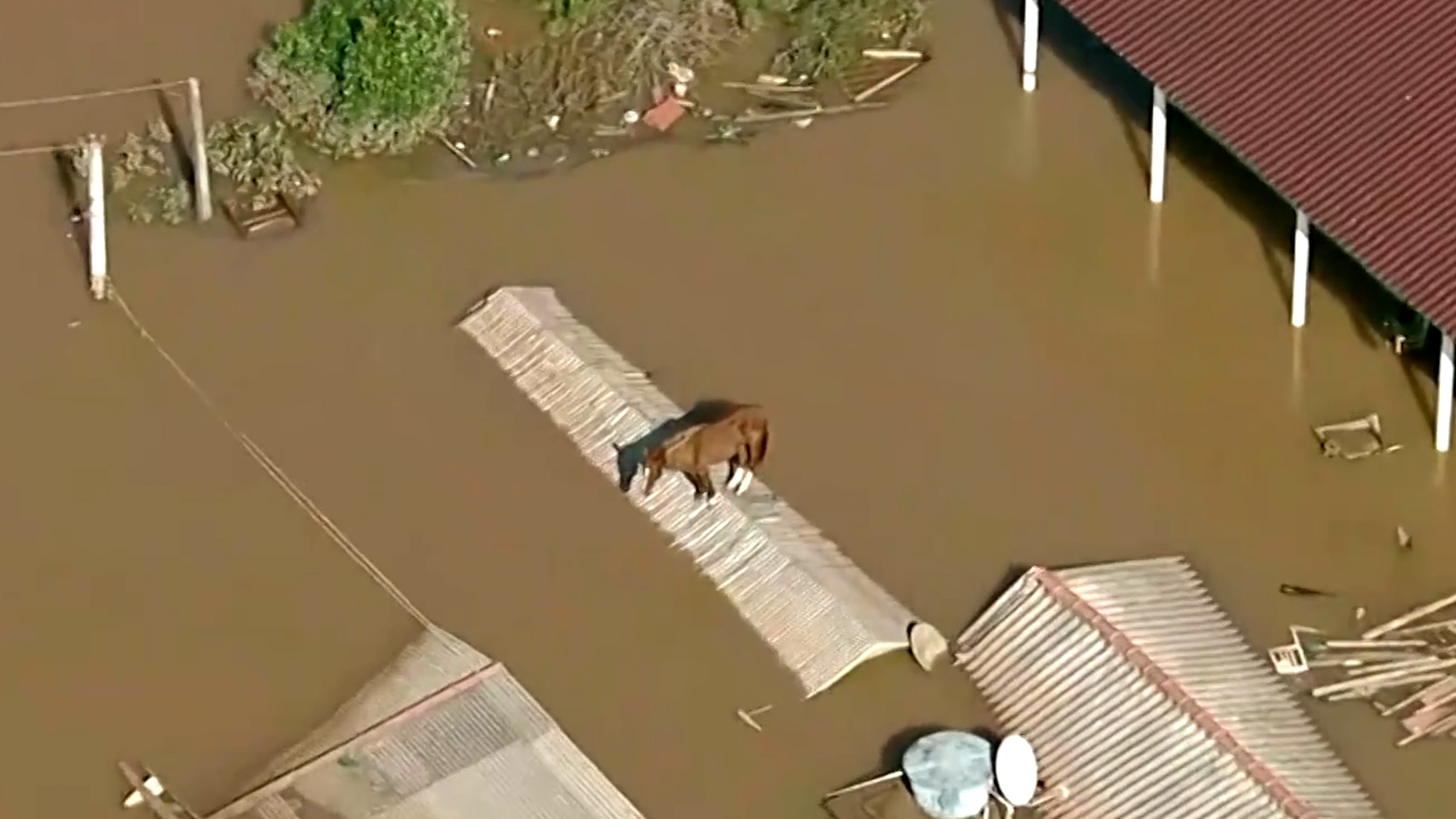 Ce cheval a été filmé par les caméras de TV Globo mercredi 8 mai, réfugié au milieu d'une ville immergée du sud du Brésil.