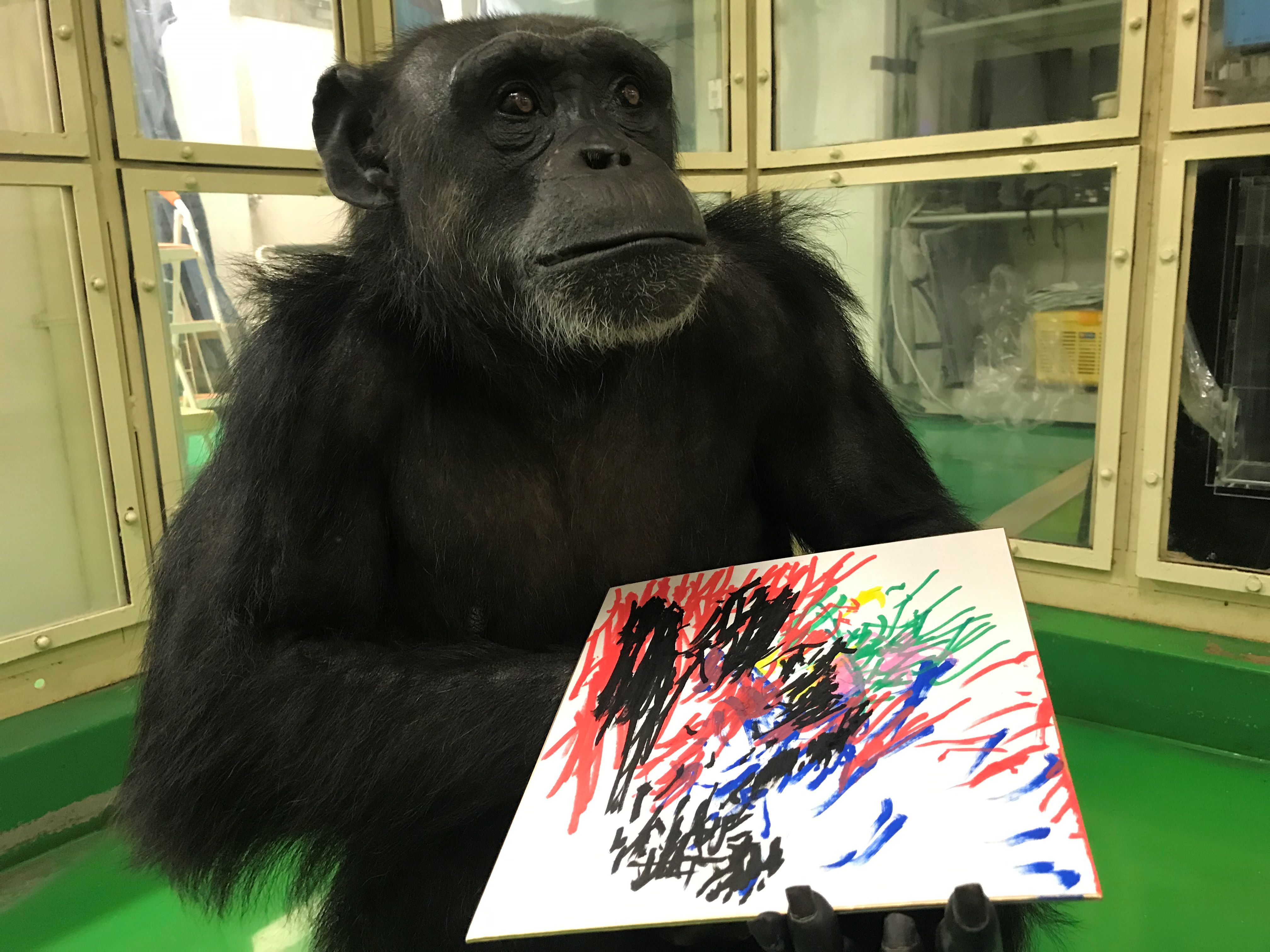 Pan, femelle chimpanzé, est une des «stars» de l’université de Kyoto. Le primatologue Cédric Sueur a étudié ses dessins et ceux de d'autres singes. Il livre son enseignement dans un livre paru récemment, «Les Péripéties d’un primatologue». Photo publiée avec l'autorisation de Tetsuro Matsuzawa