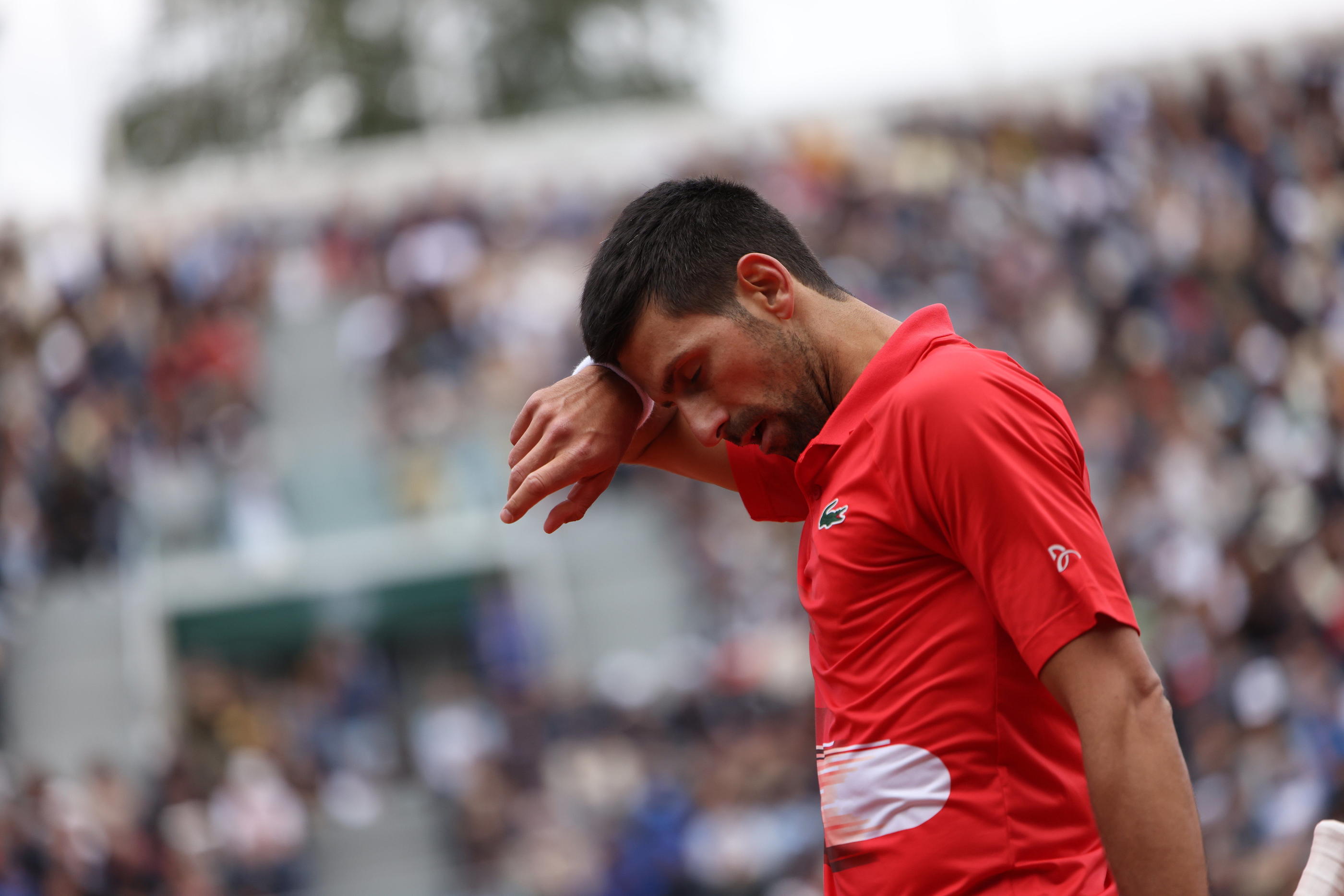 Novak Djokovic pourrait retrouver Carlos Alcaraz pour une demi-finale explosive à Roland-Garros (LP/A. Journois)