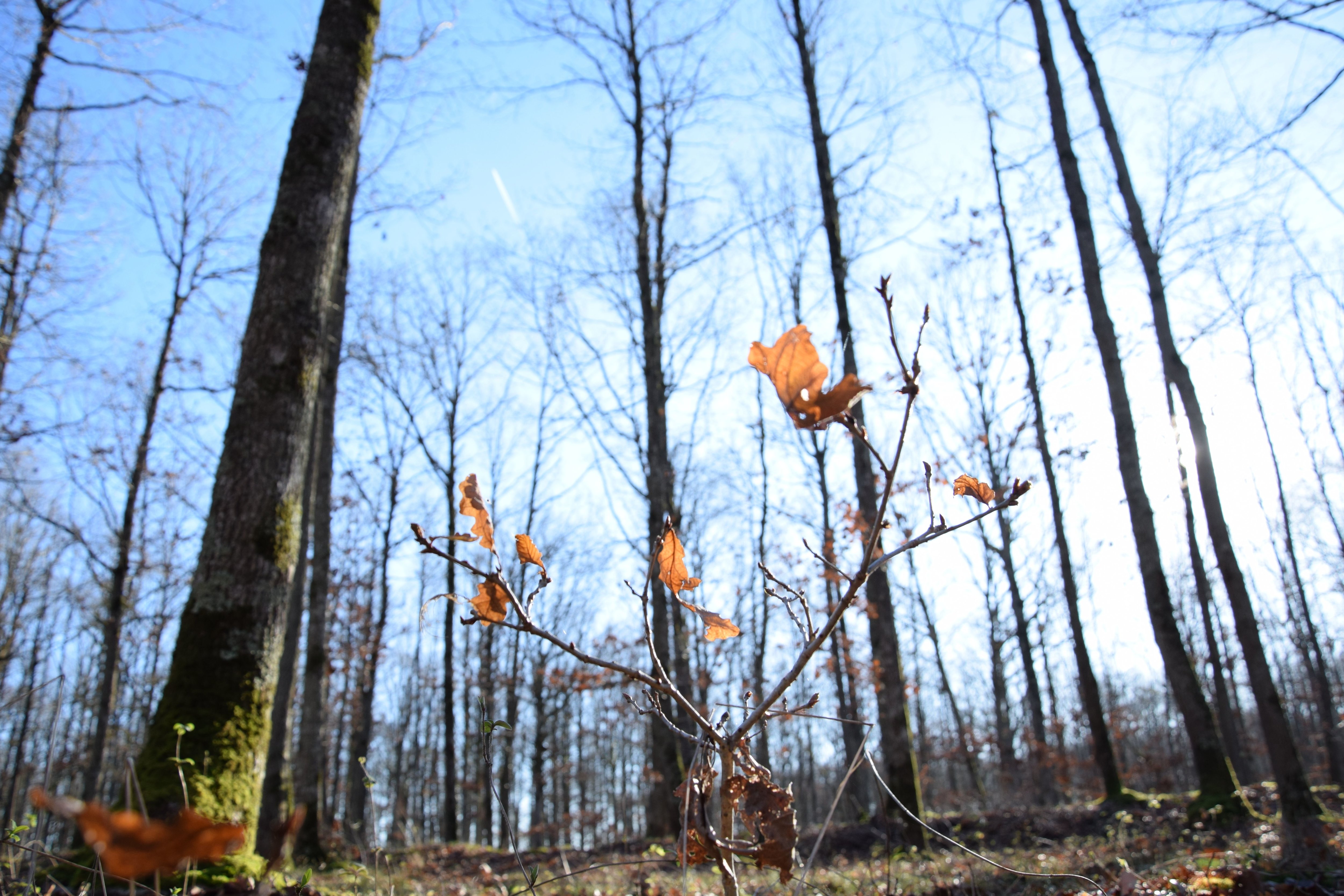 Quinze essences ont été sélectionnées pour enrichir la forêt et compenser le dépérissement des épicéas plantés dans les années 1970 qui souffrent du dérèglement climatique. LP/Christophe Blondel